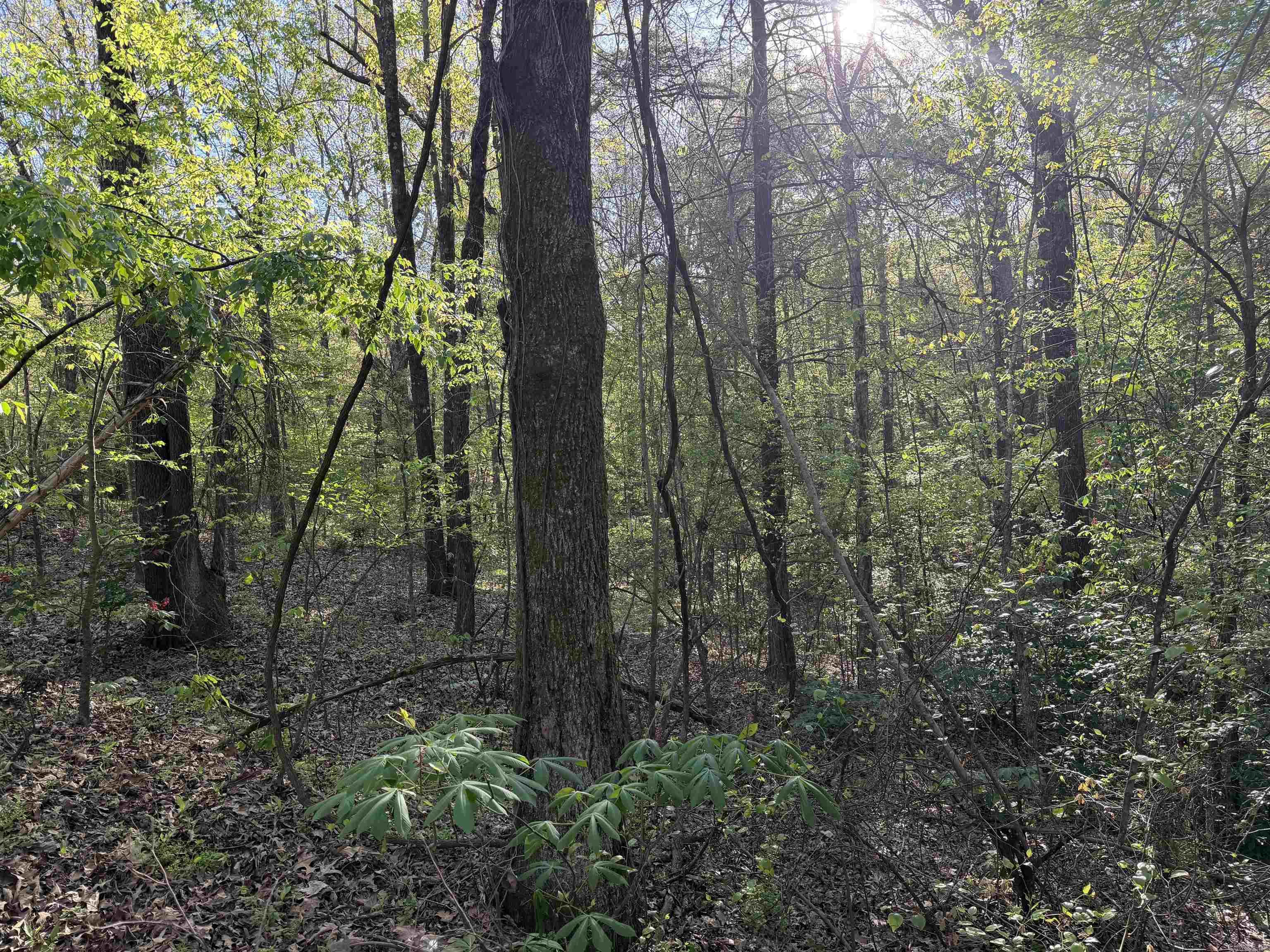 991 Clay 456  Piggott, AR