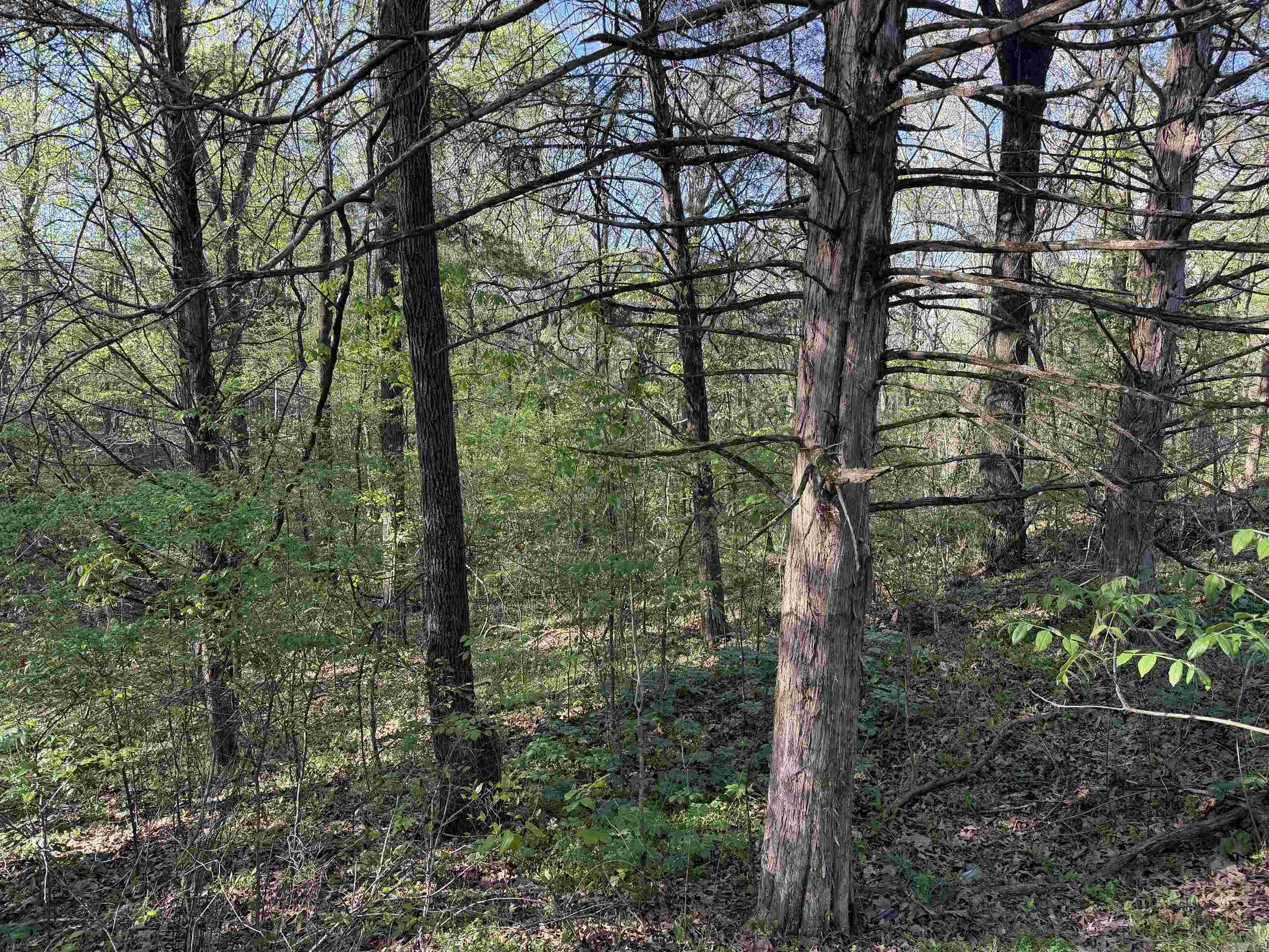 991 Clay 456  Piggott, AR