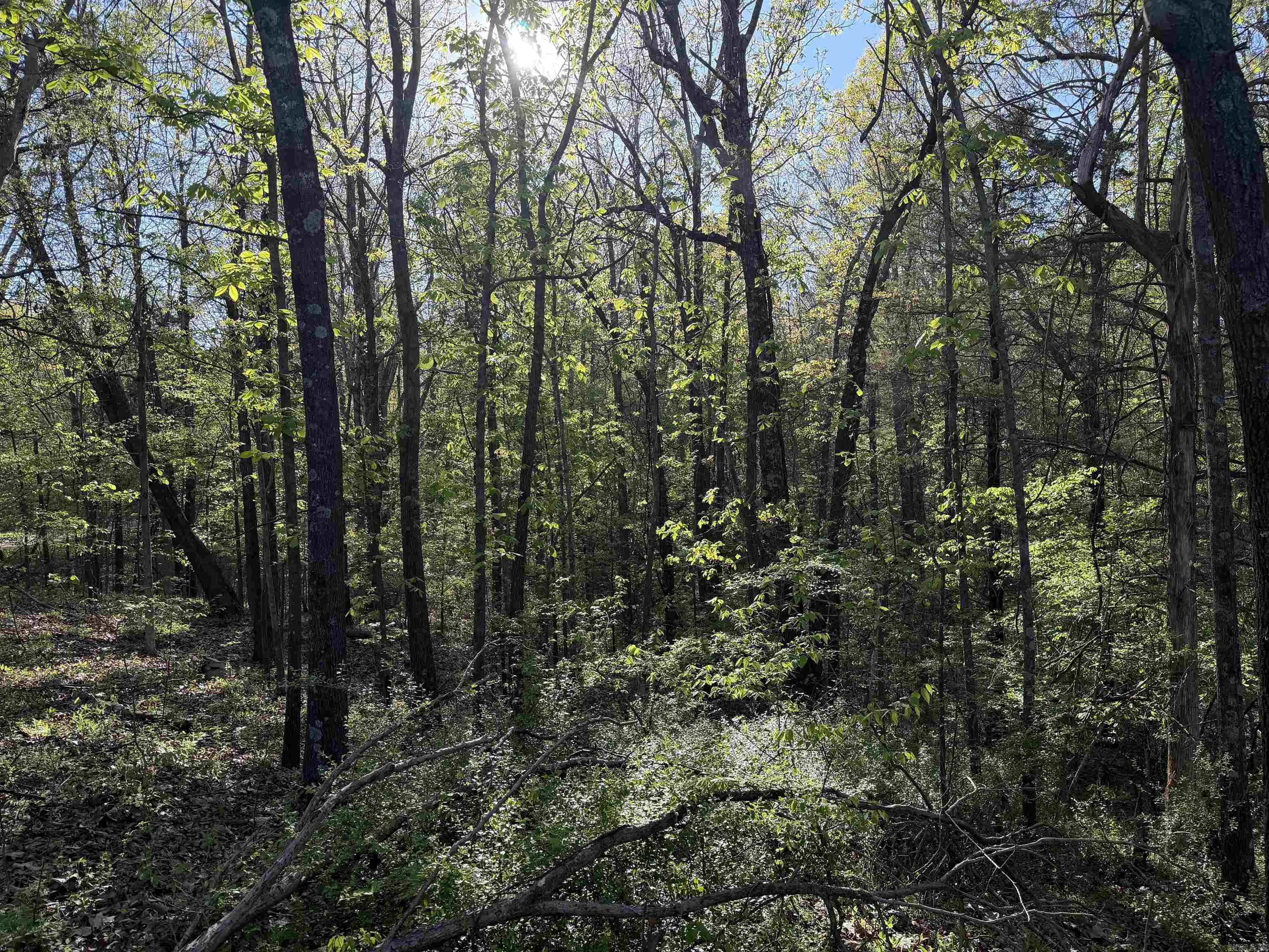 991 Clay 456  Piggott, AR