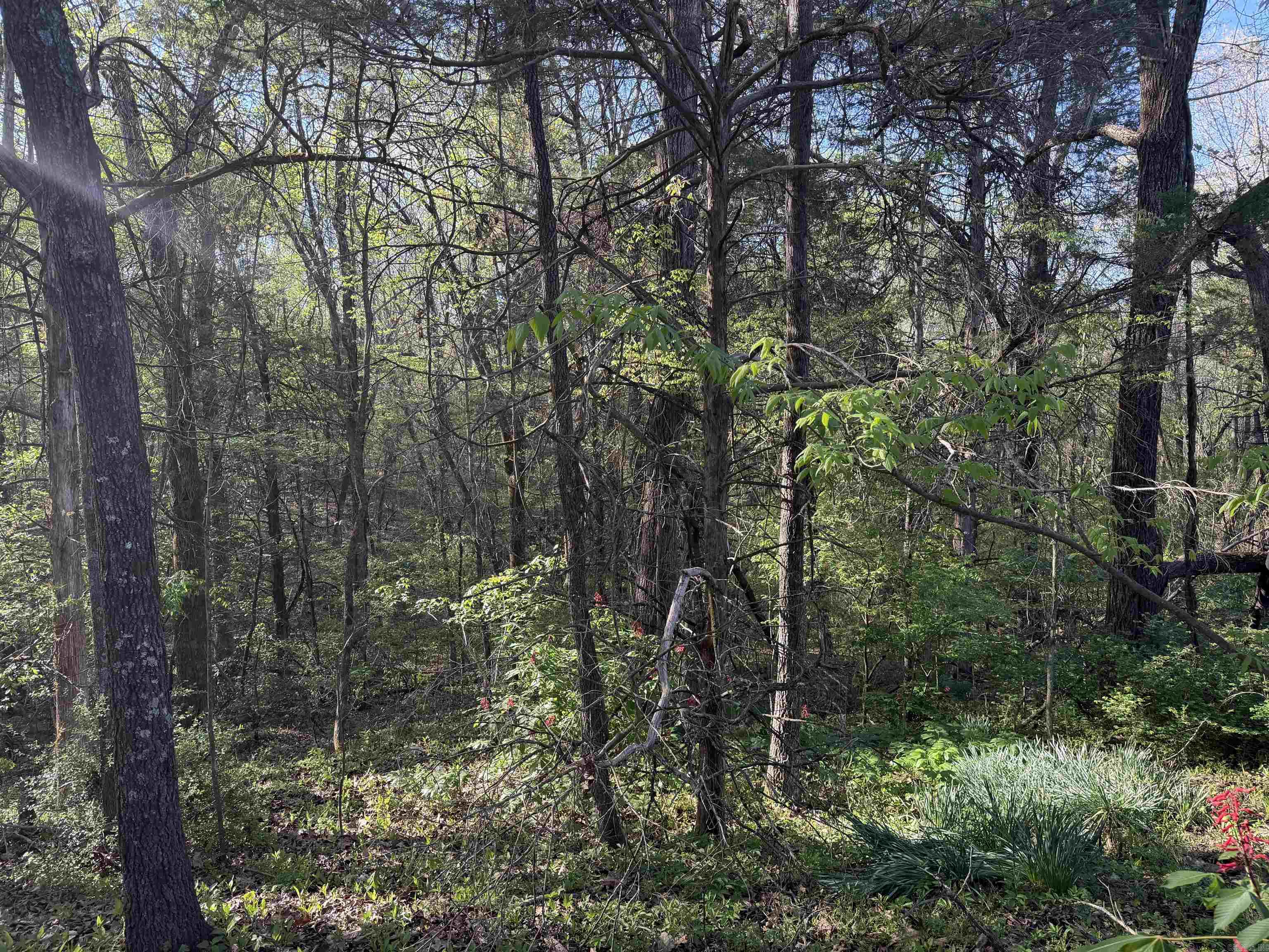 991 Clay 456  Piggott, AR