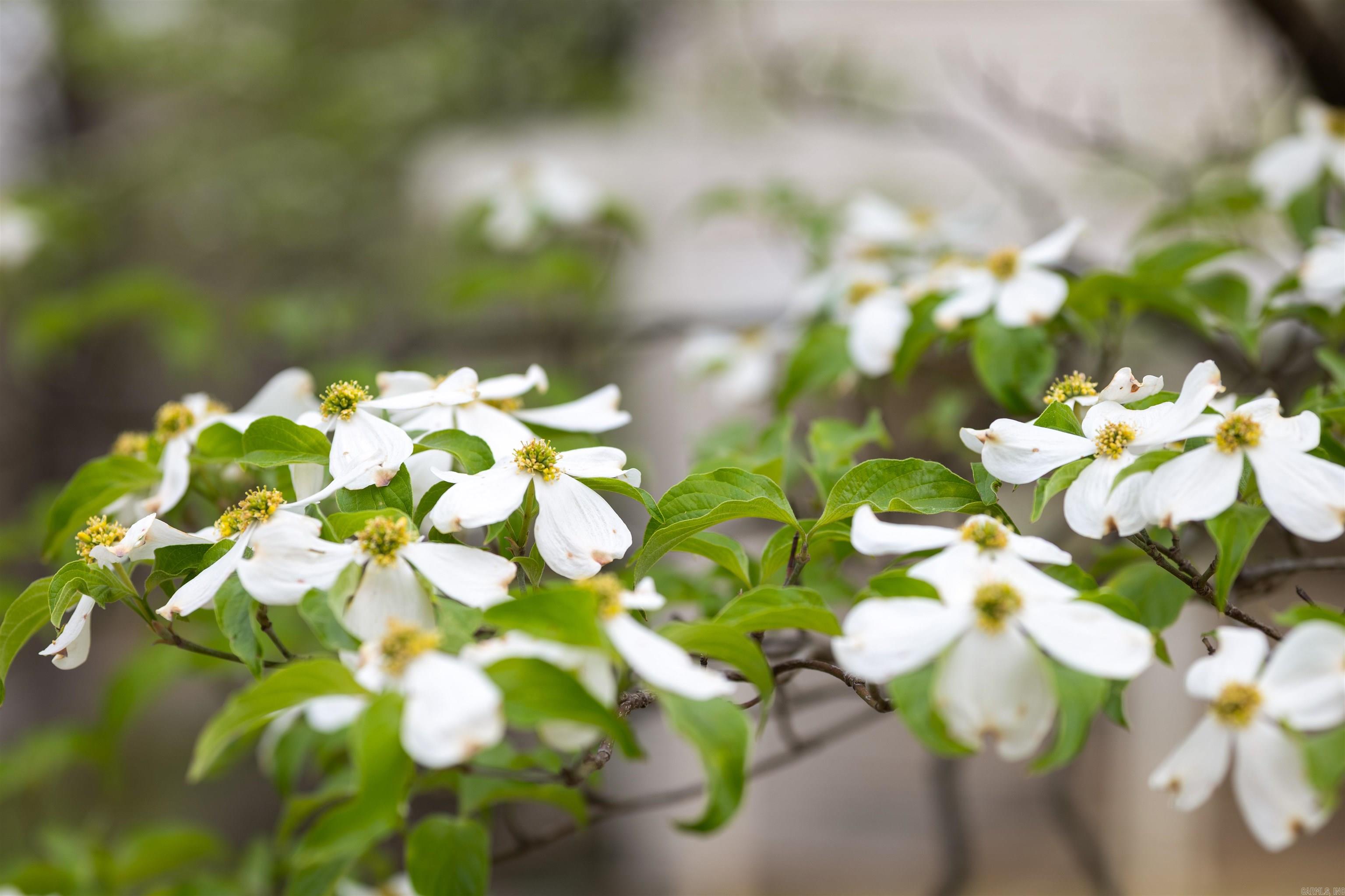 1407 Redbud  Jonesboro, AR