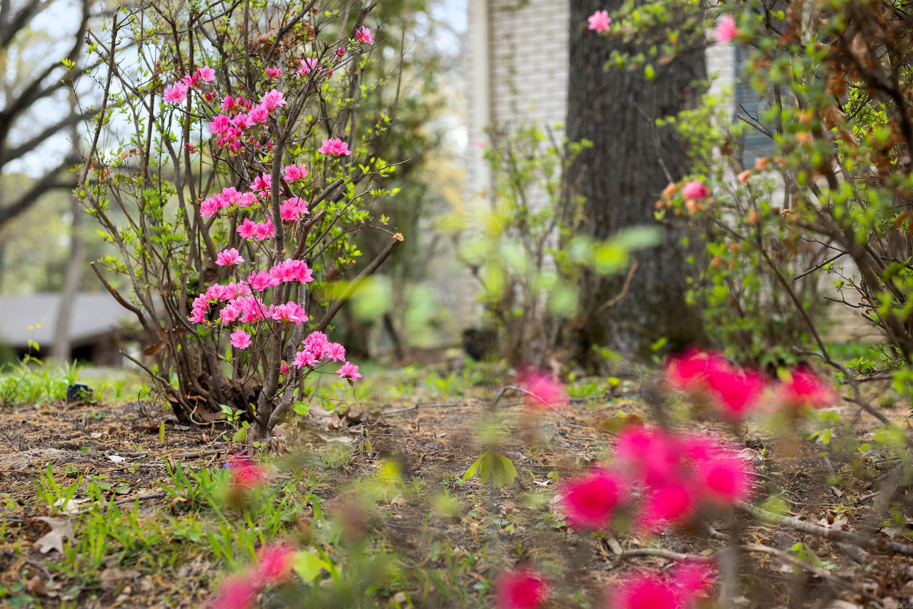 1407 Redbud  Jonesboro, AR