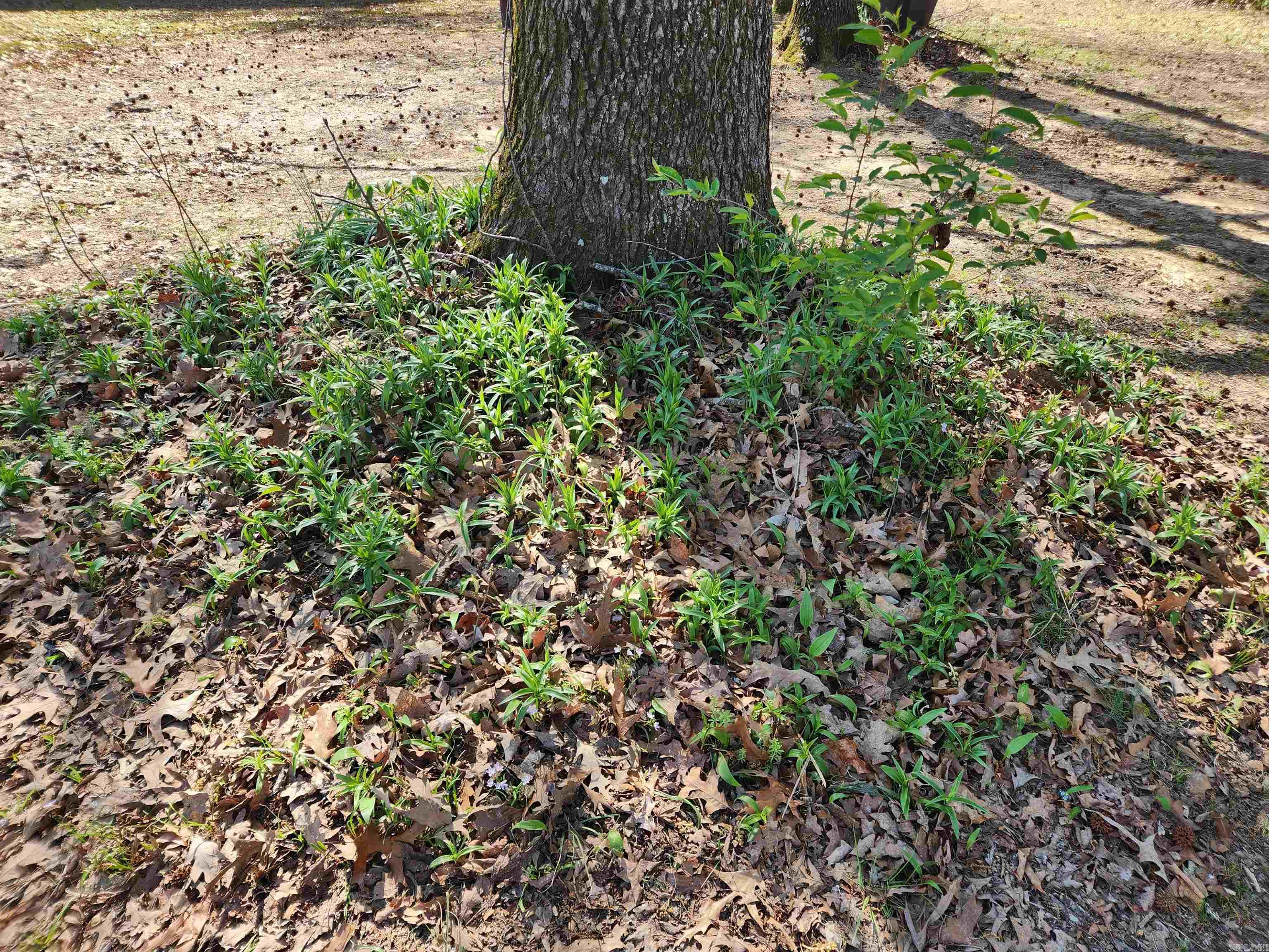 6194 Cane Creek  Star City, AR