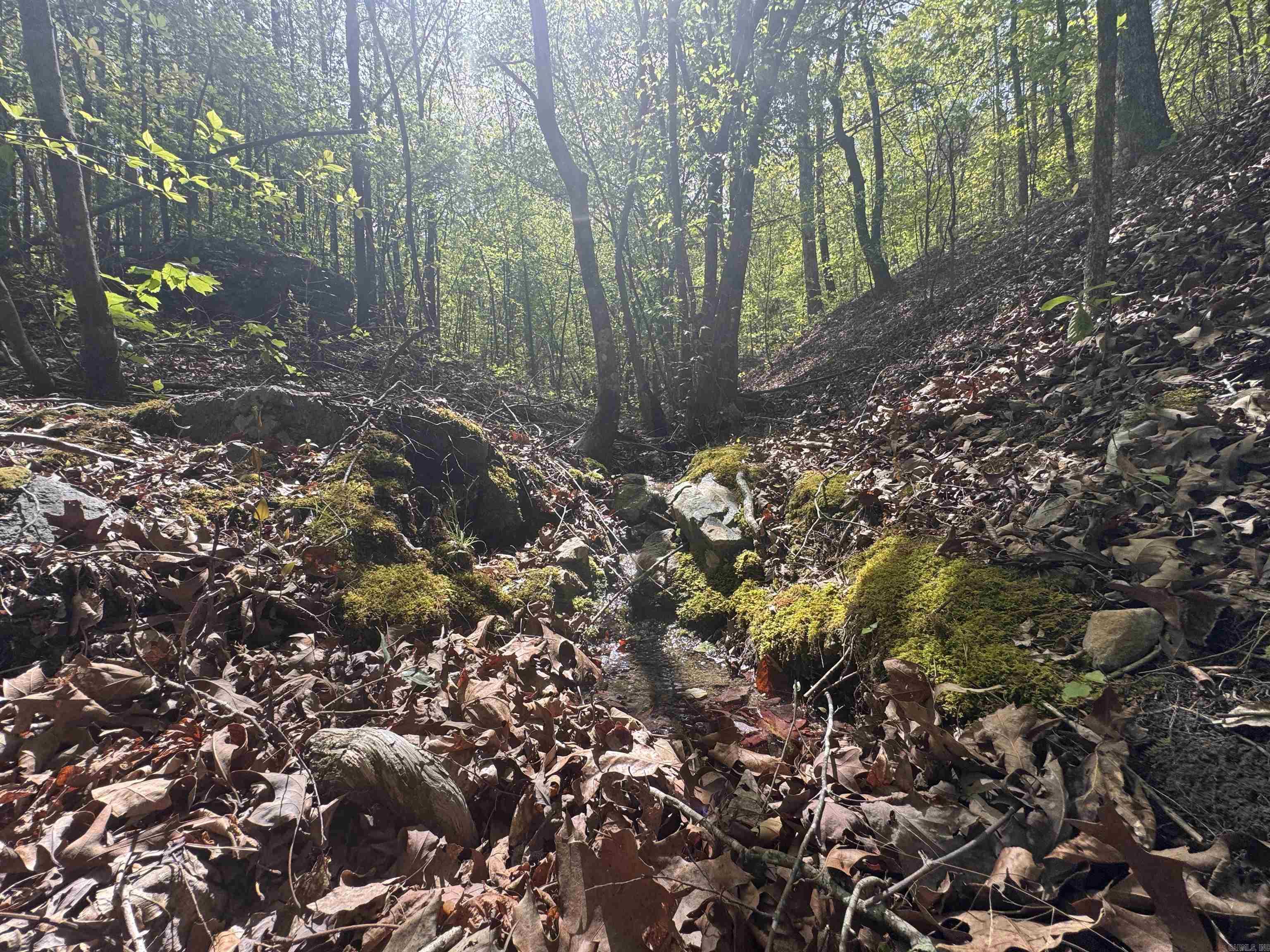 145 Crepe Myrtle  Hot Springs, AR