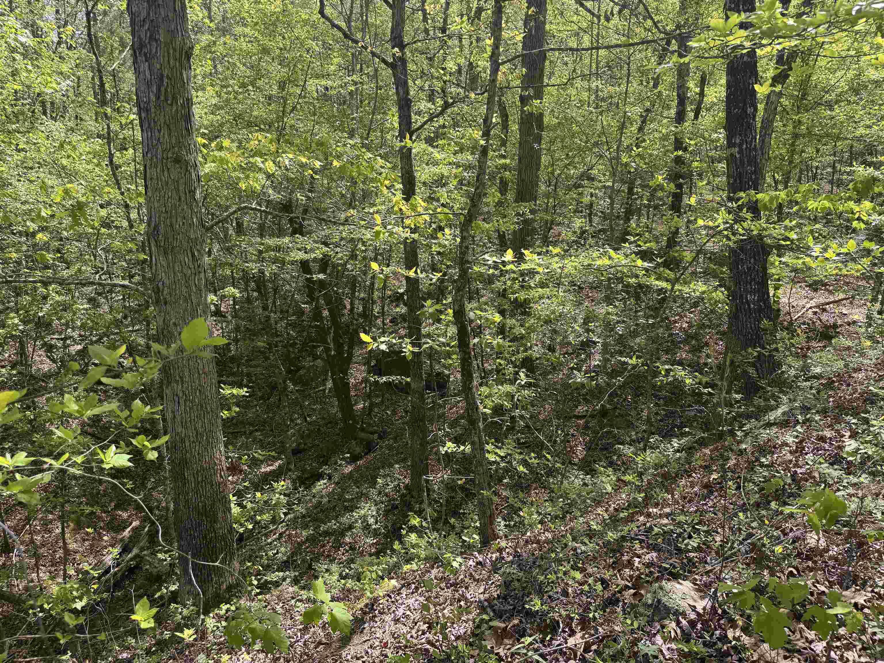 145 Crepe Myrtle  Hot Springs, AR