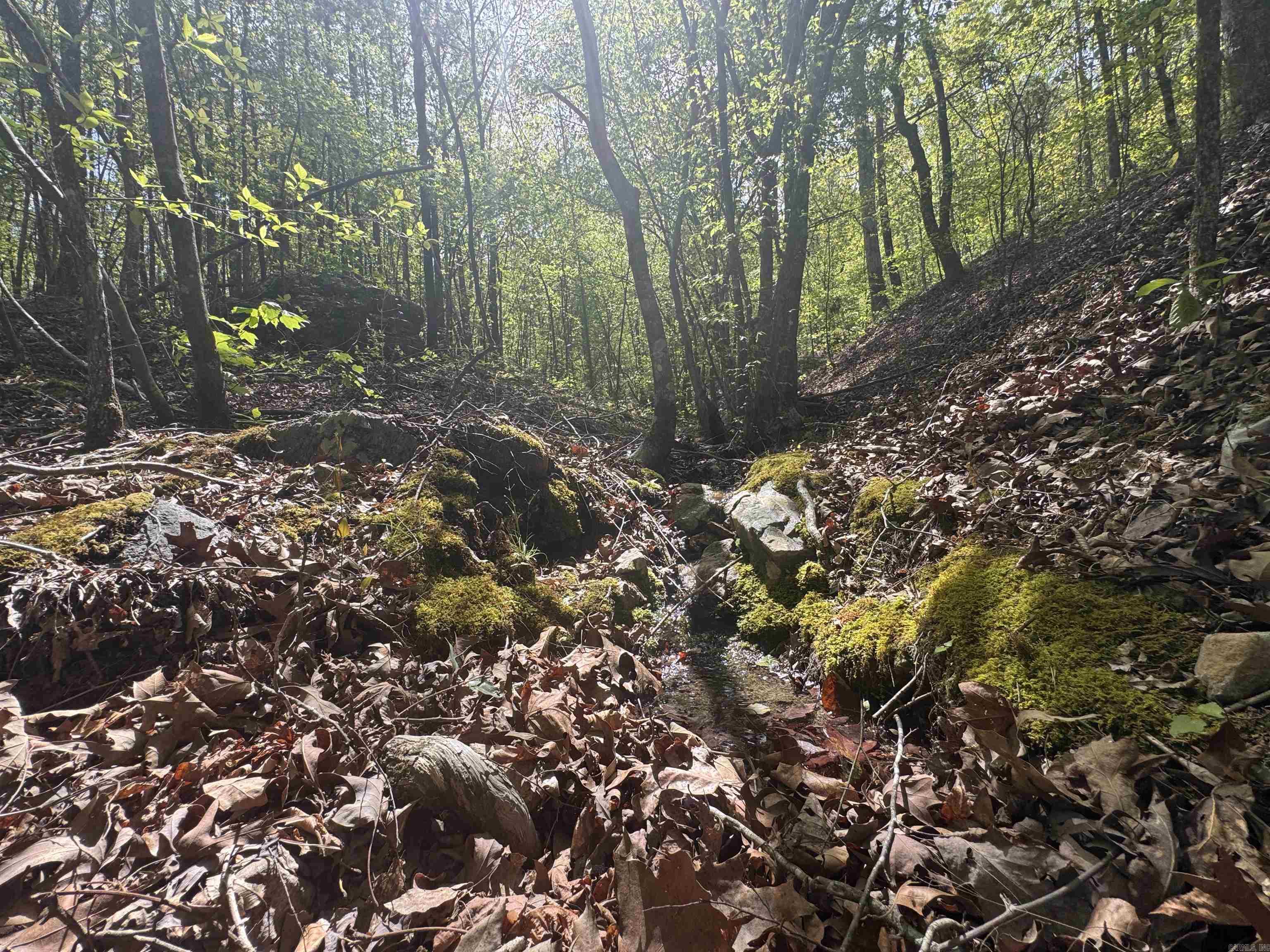 145 Crepe Myrtle  Hot Springs, AR