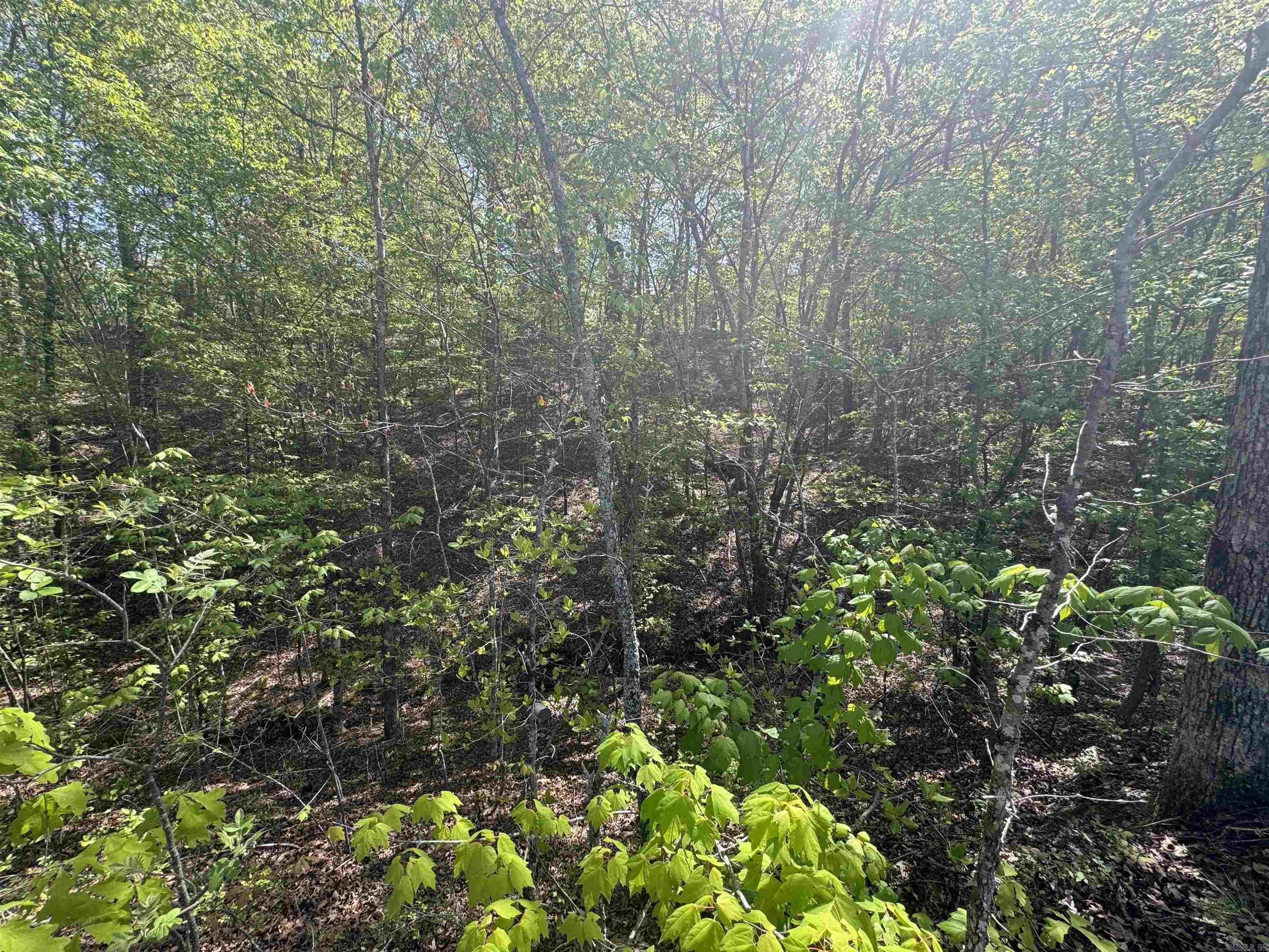 145 Crepe Myrtle  Hot Springs, AR