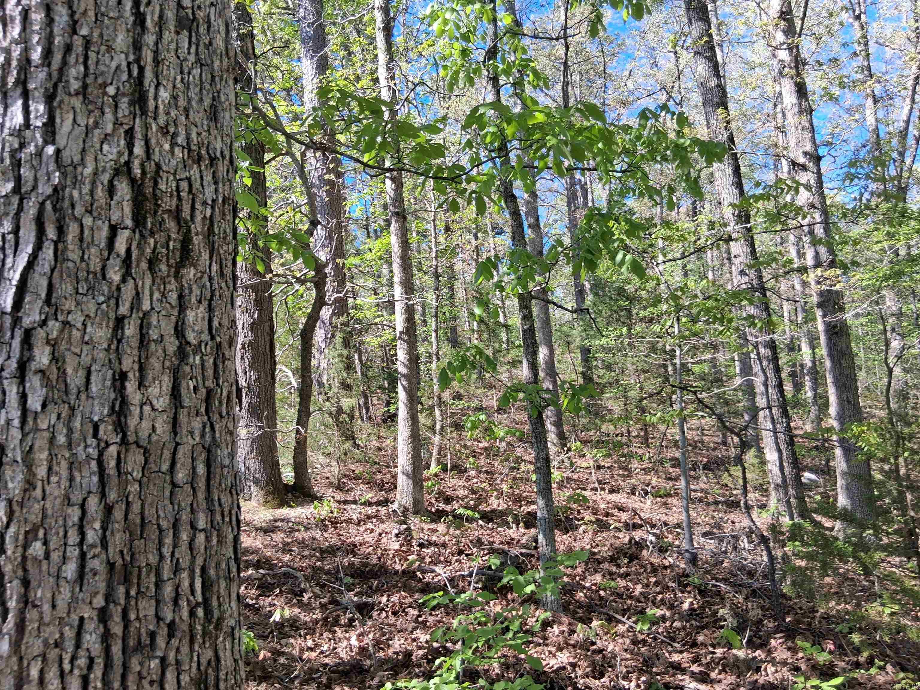 TBD Hwy 14  Mountain View, AR