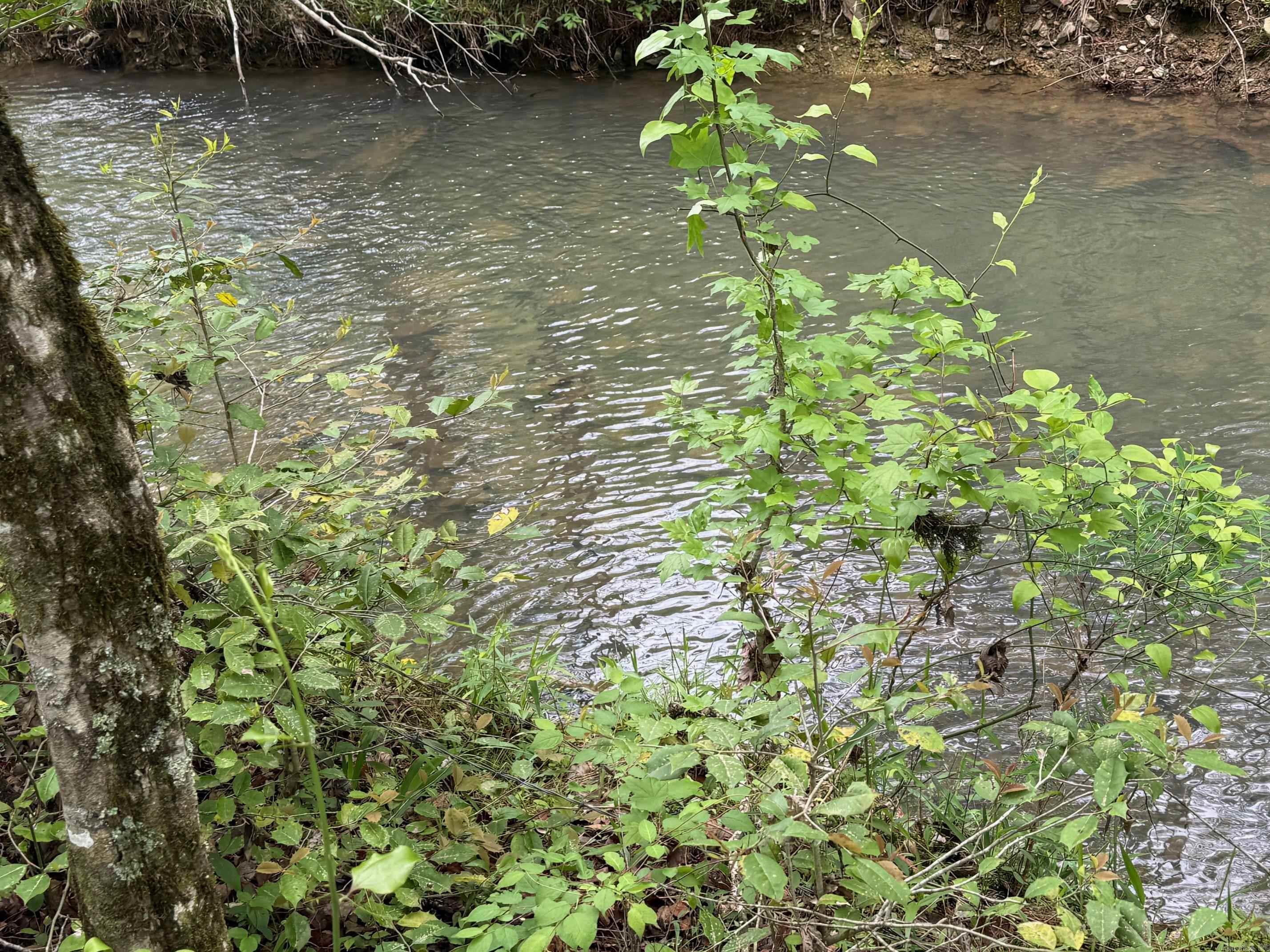 1299 E Hwy 246 Vandervoort, AR 71972