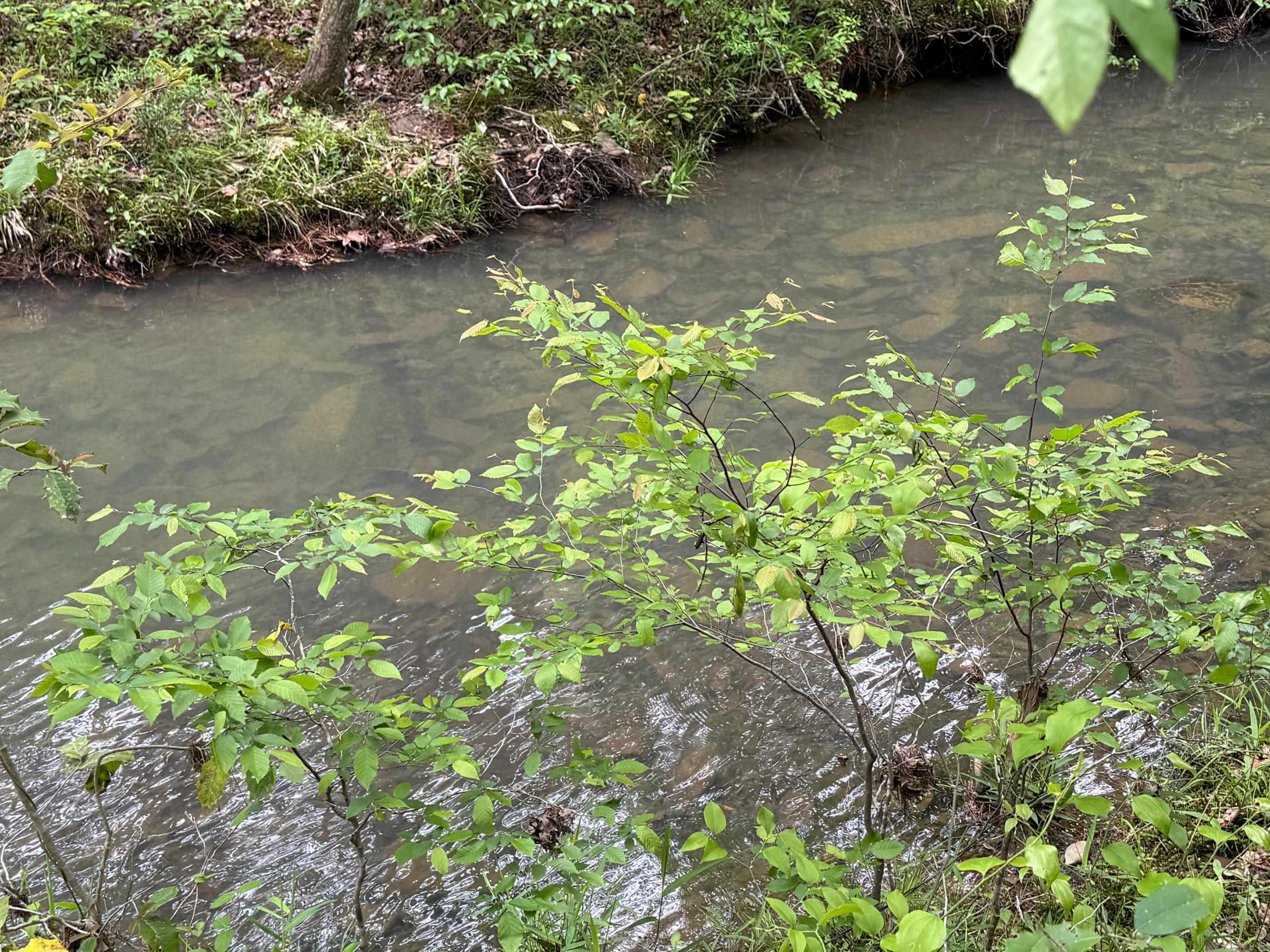 1299 E Hwy 246 Vandervoort, AR 71972