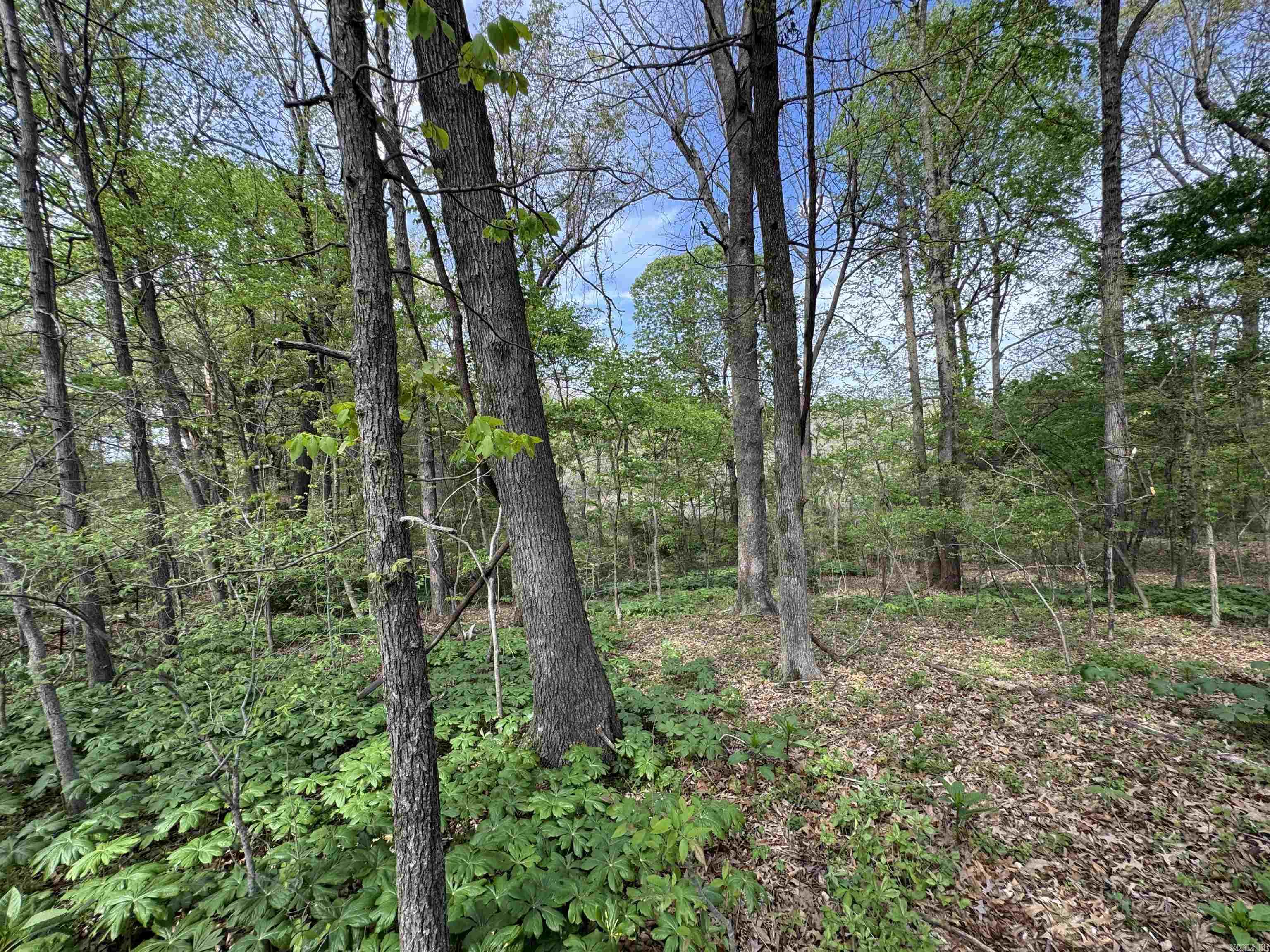 0 CR 455  Piggott, AR