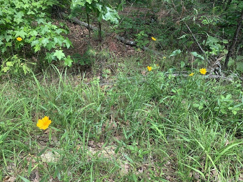  Cima  Hot Springs Village, AR