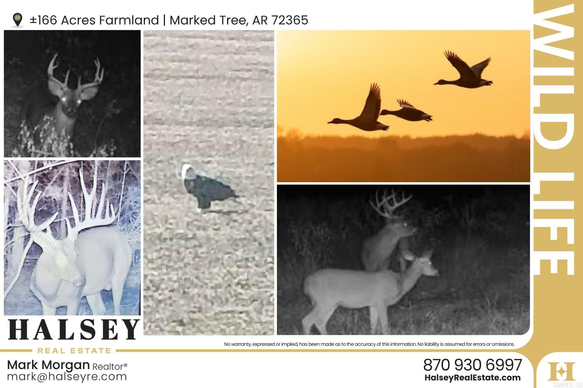 166.41 Acres  Marked Tree, AR