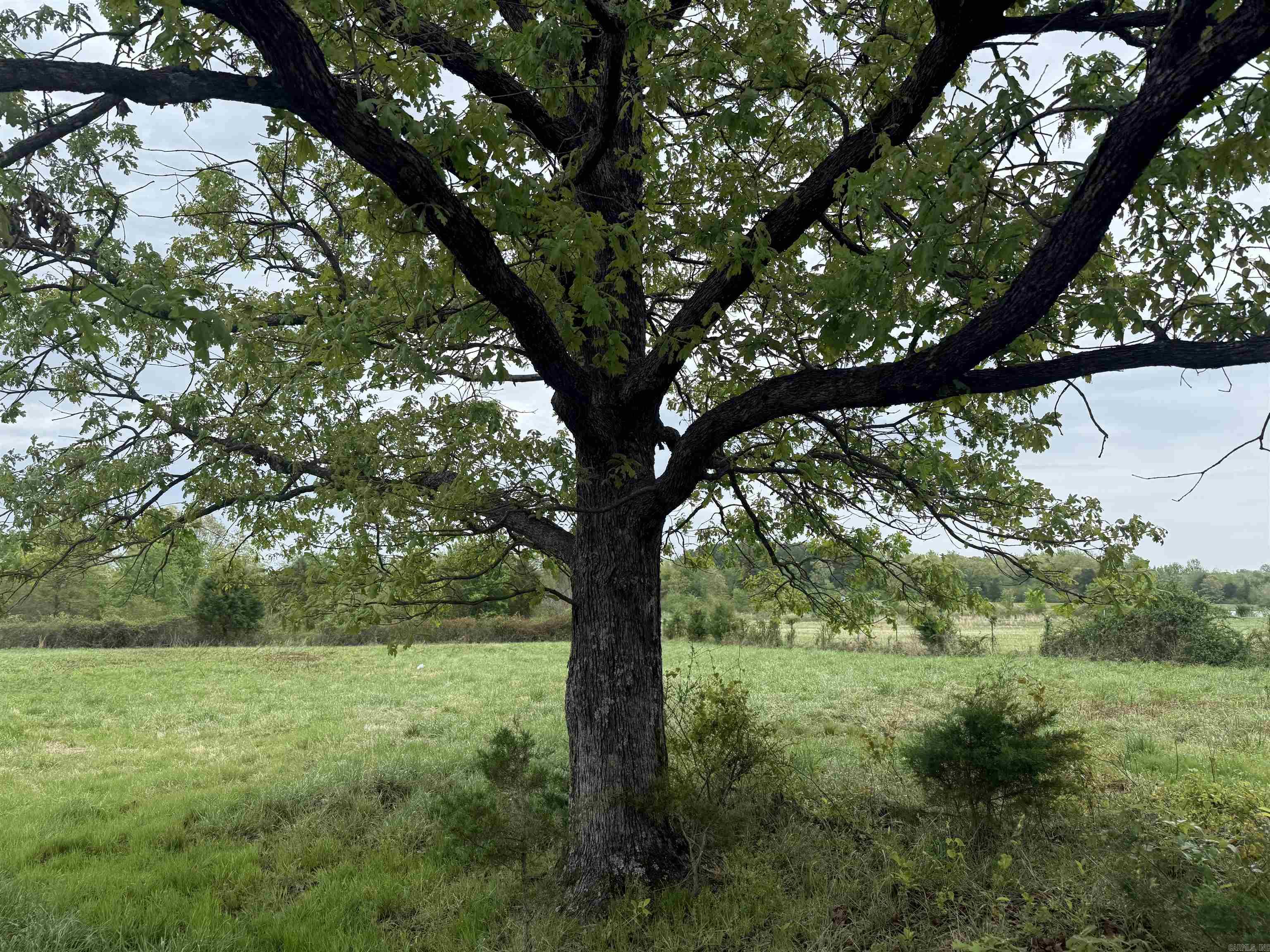 115 Bliss  Judsonia, AR