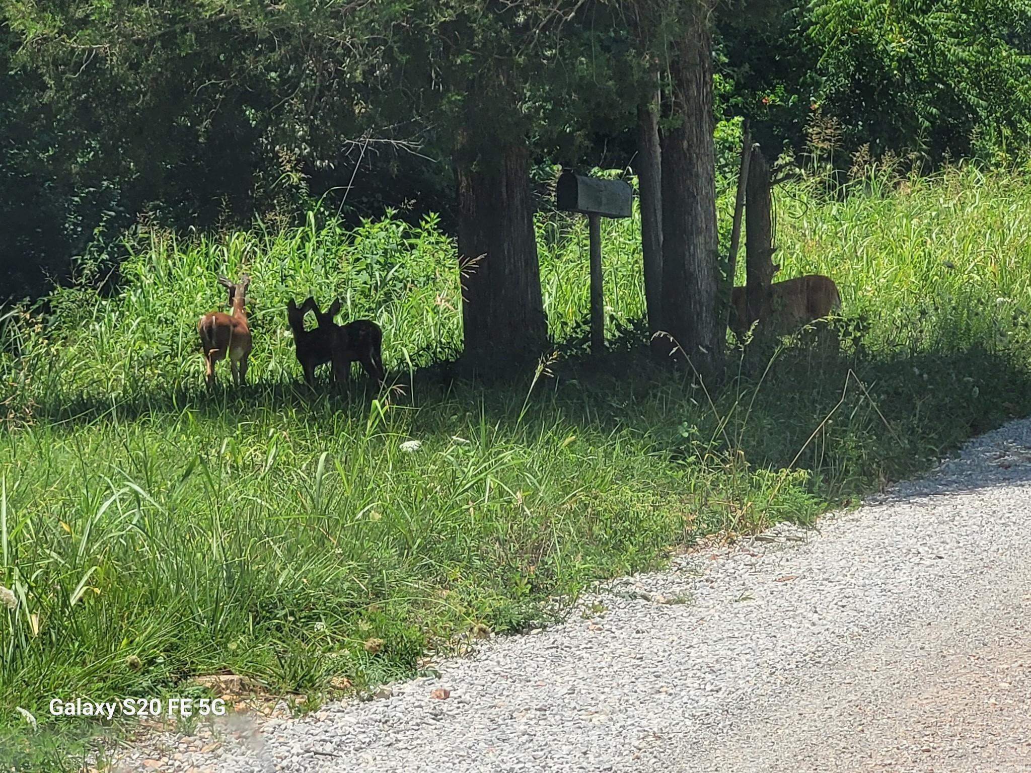 185 Sugar Hill  Mountain View, AR