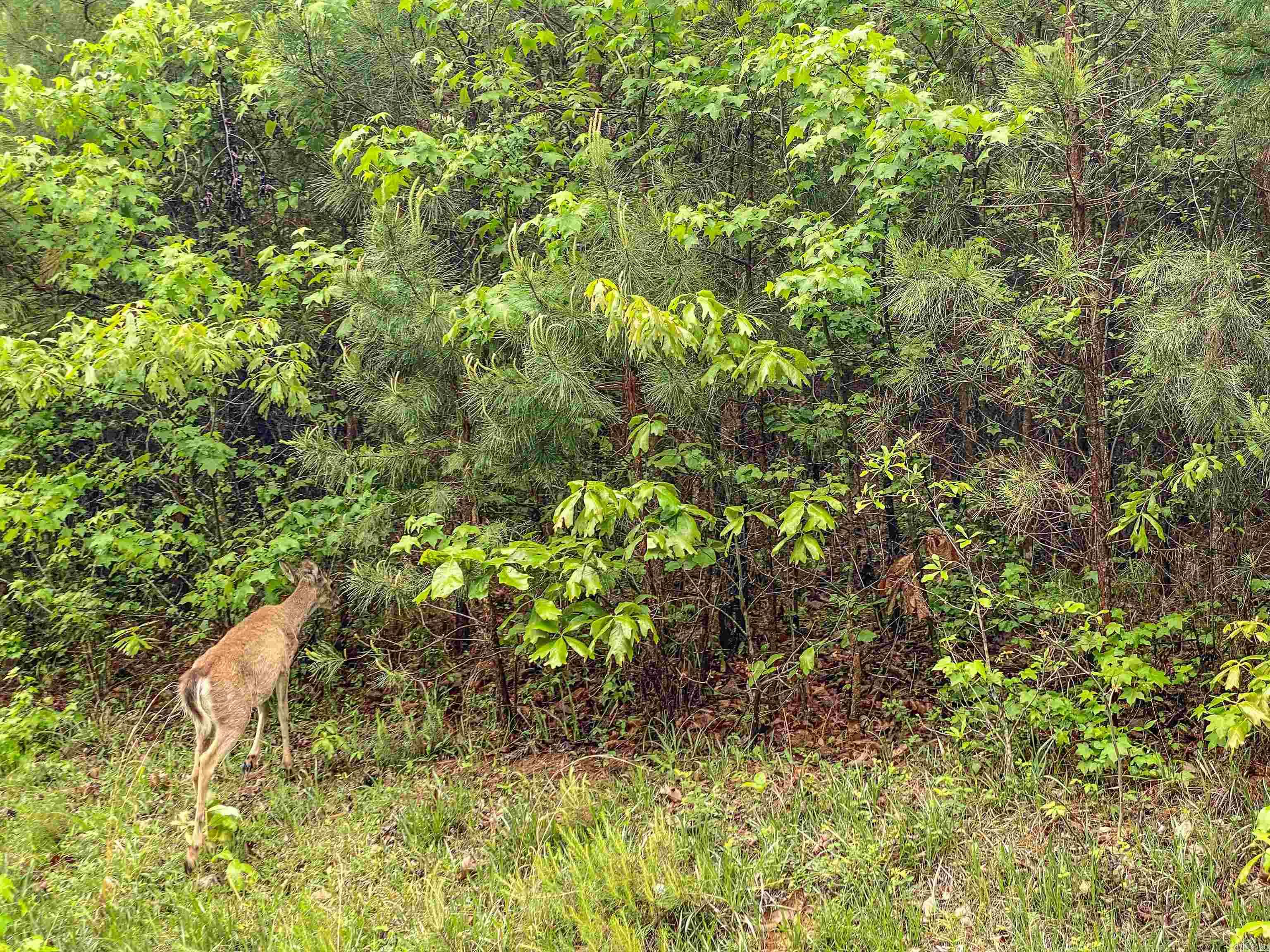 1801 Edgewood  Bismarck, AR