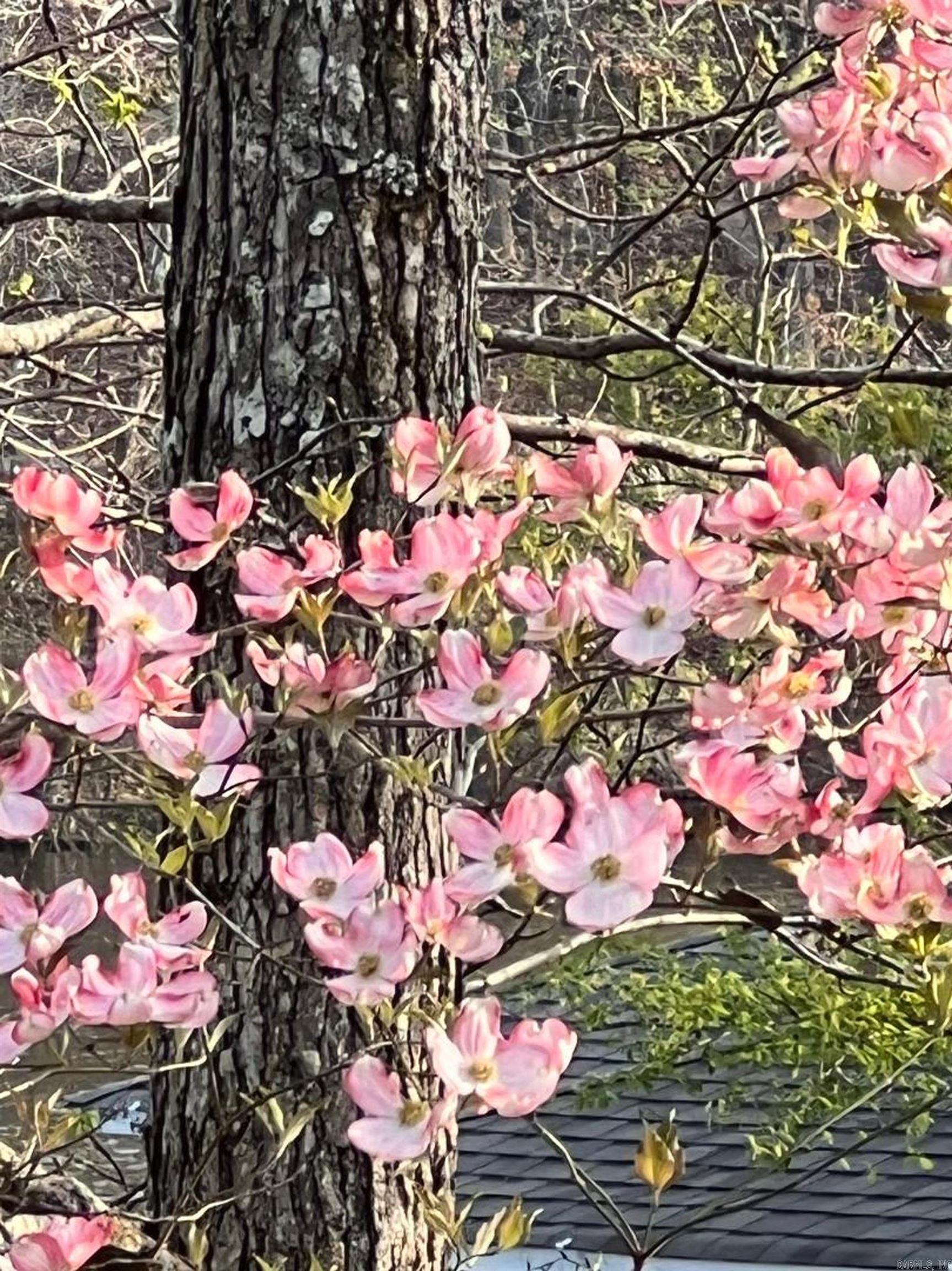 15 S Pego  Hot Springs Village, AR