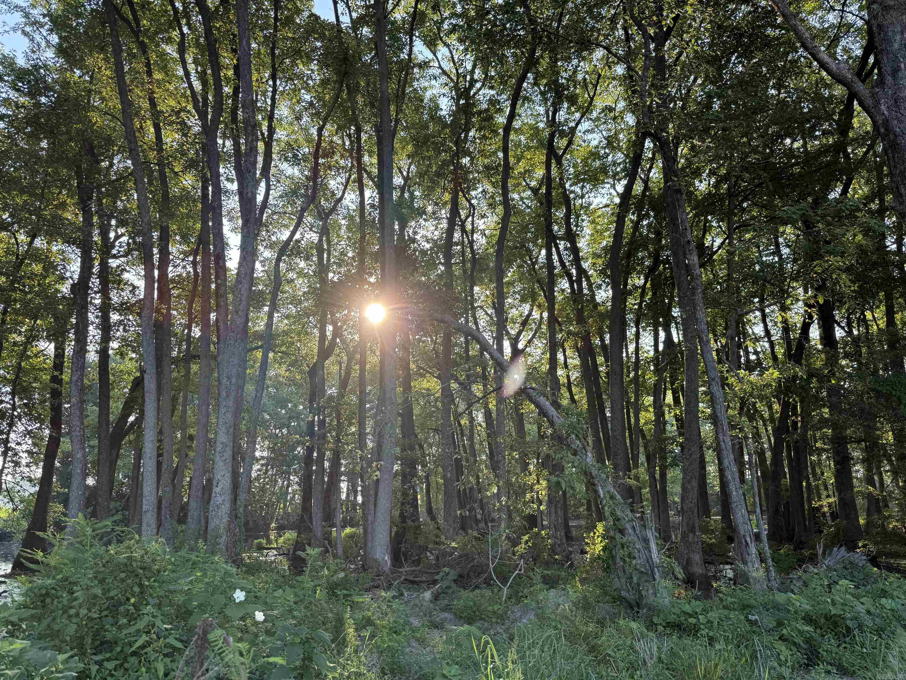 00 sfc 431  Widener, AR