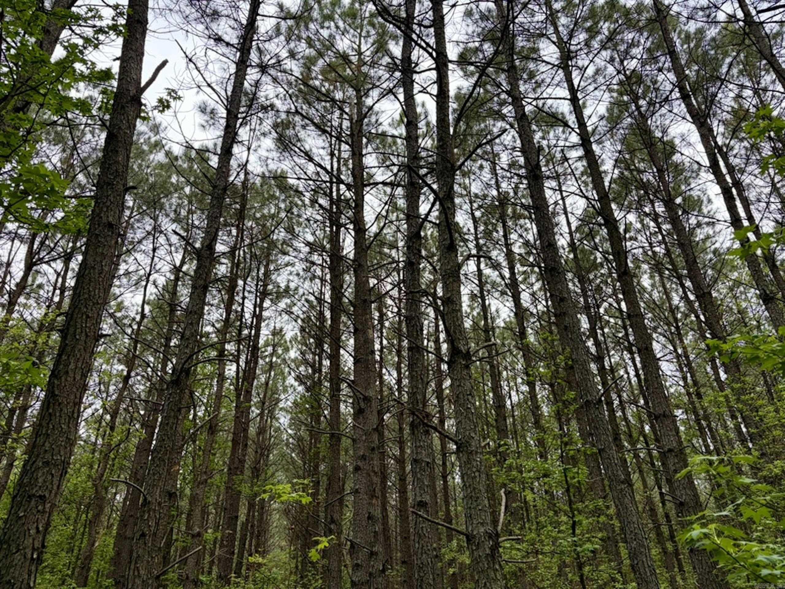 000 Drag Strip Road  Dardanelle, AR