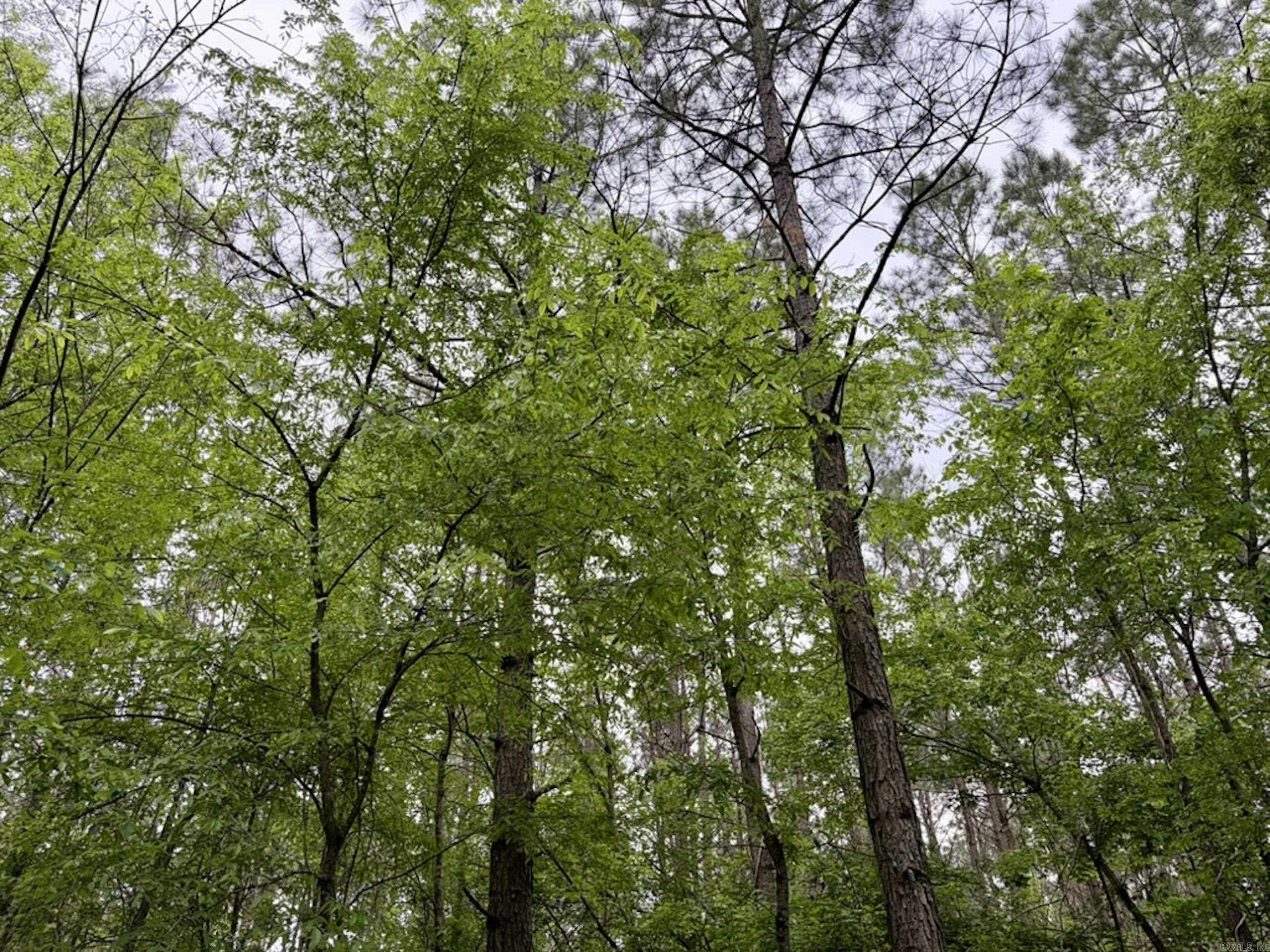 000 Drag Strip Road  Dardanelle, AR