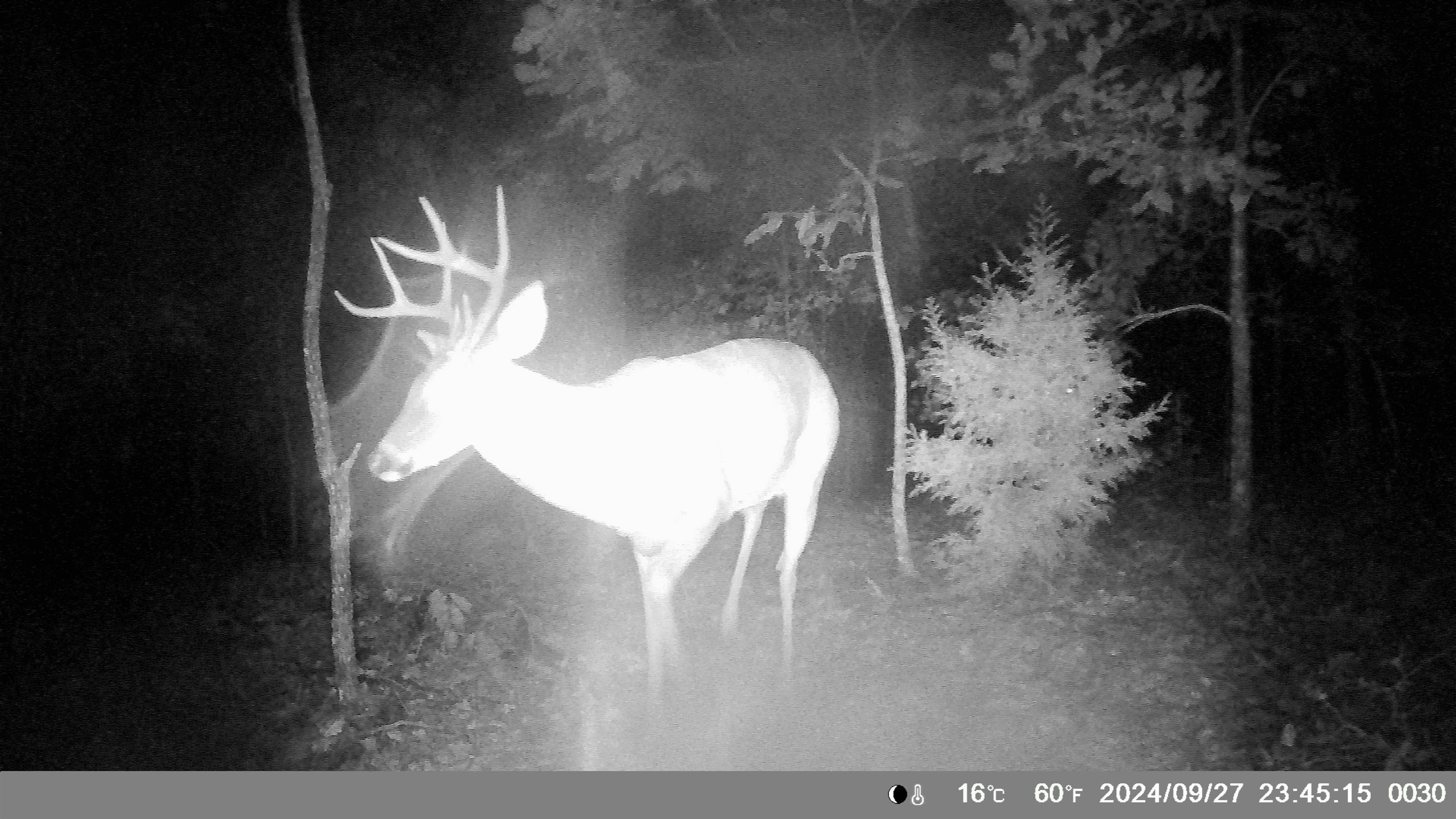 8601 Nine Mile Ridge  Hardy, AR