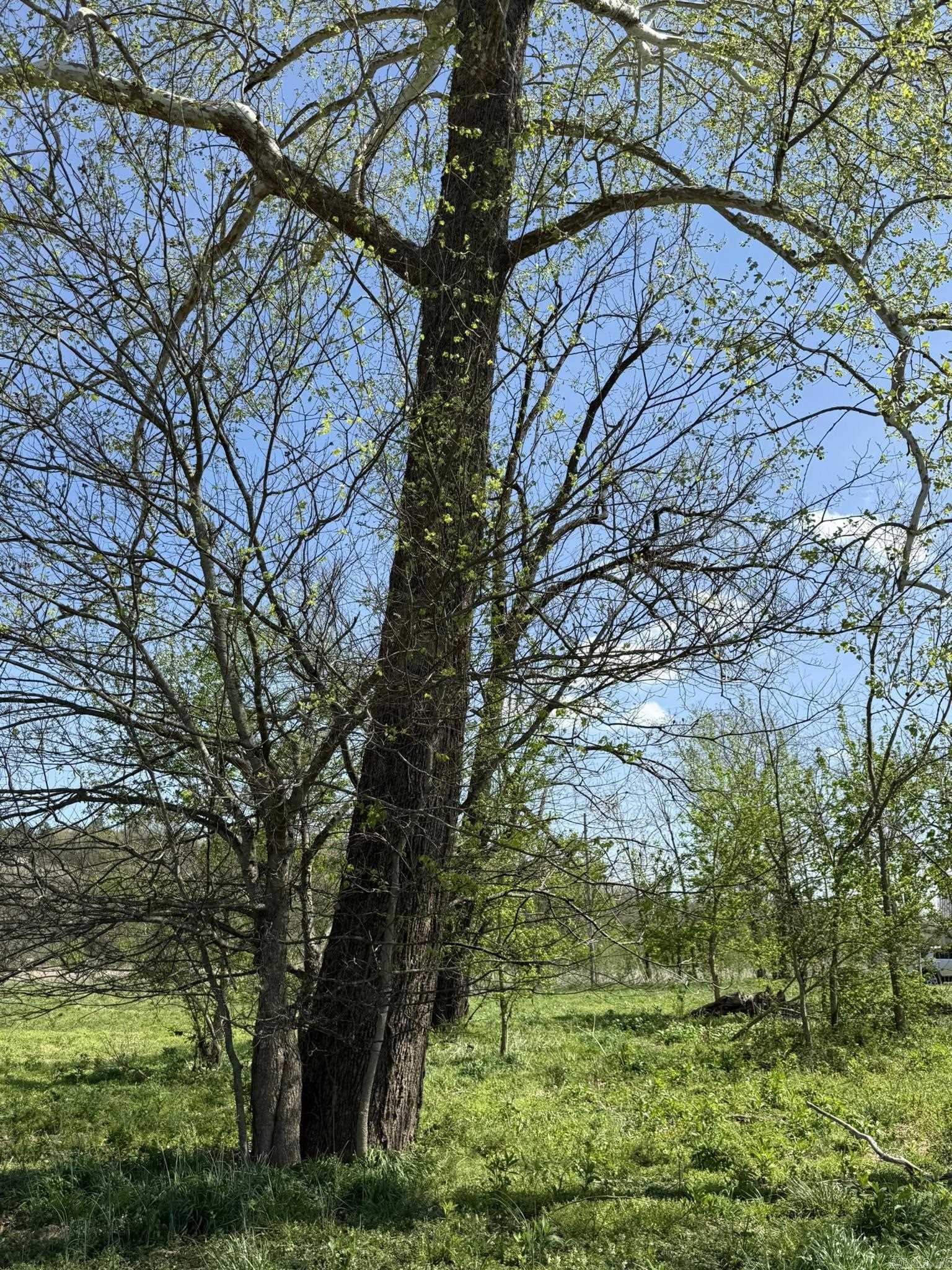 000 Kate  Batesville, AR