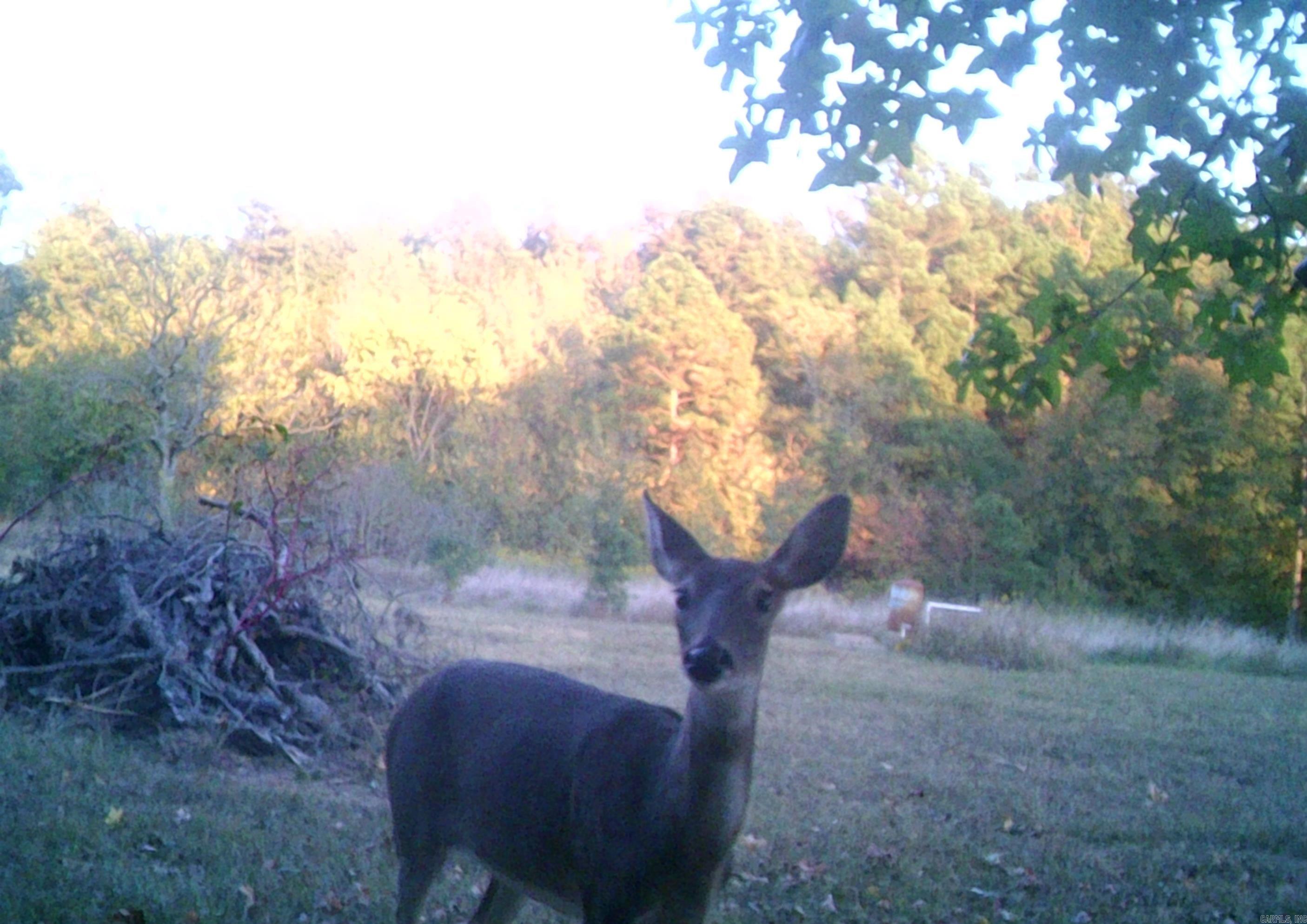 160 POLK ROAD 47  Mena, AR