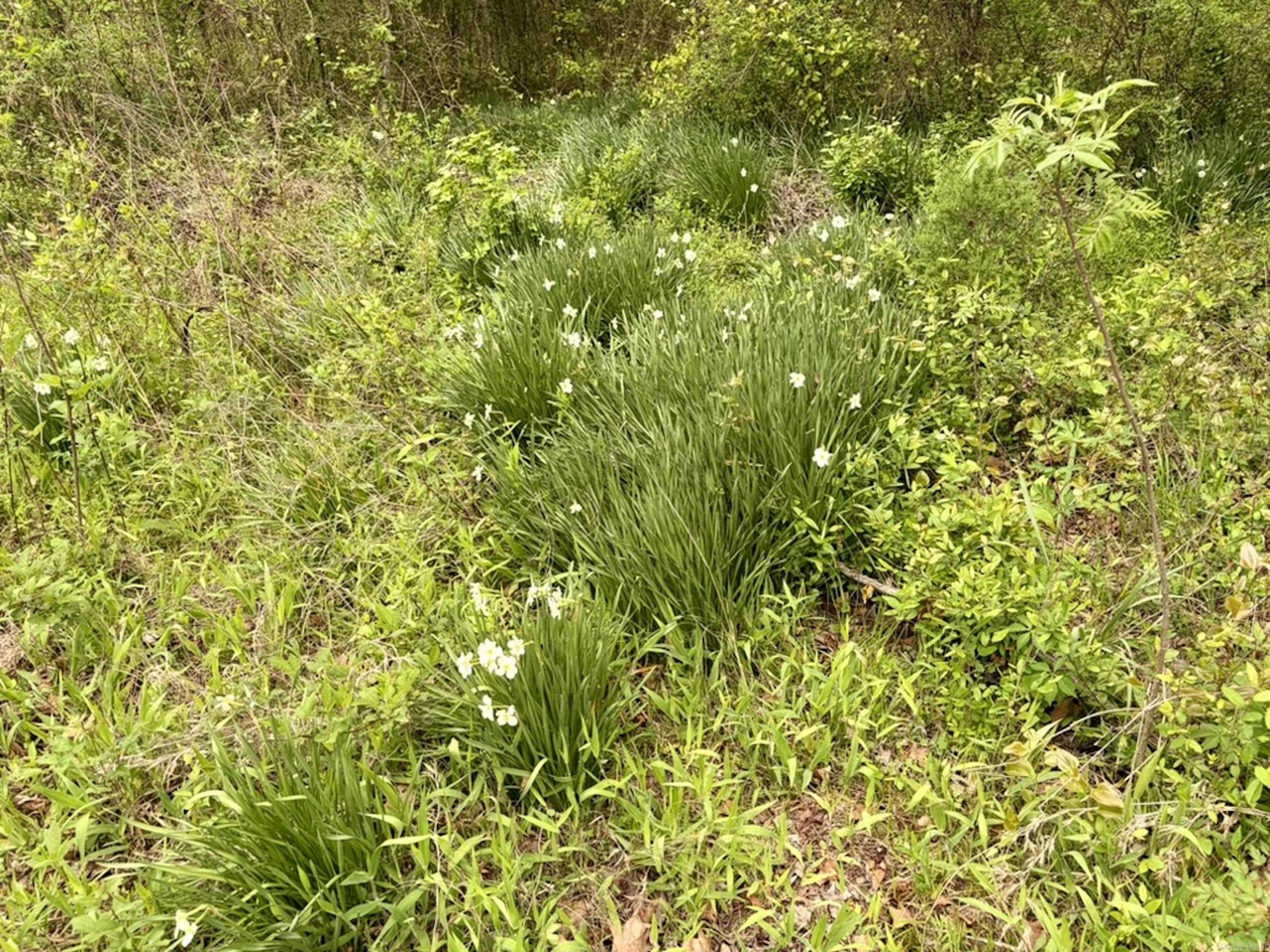 002 Drag Strip Road  Dardanelle, AR