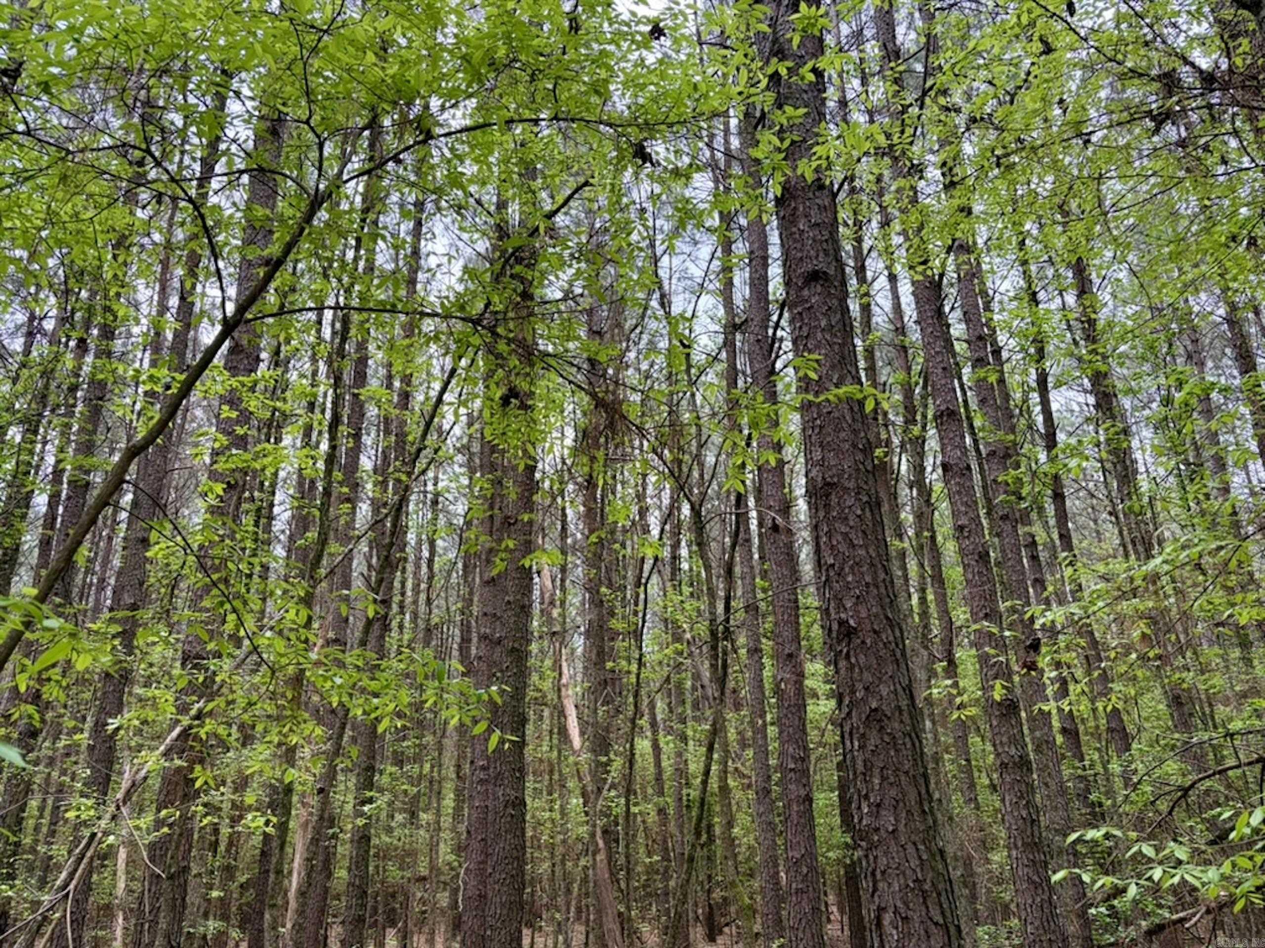 003 Drag Strip Road  Dardanelle, AR