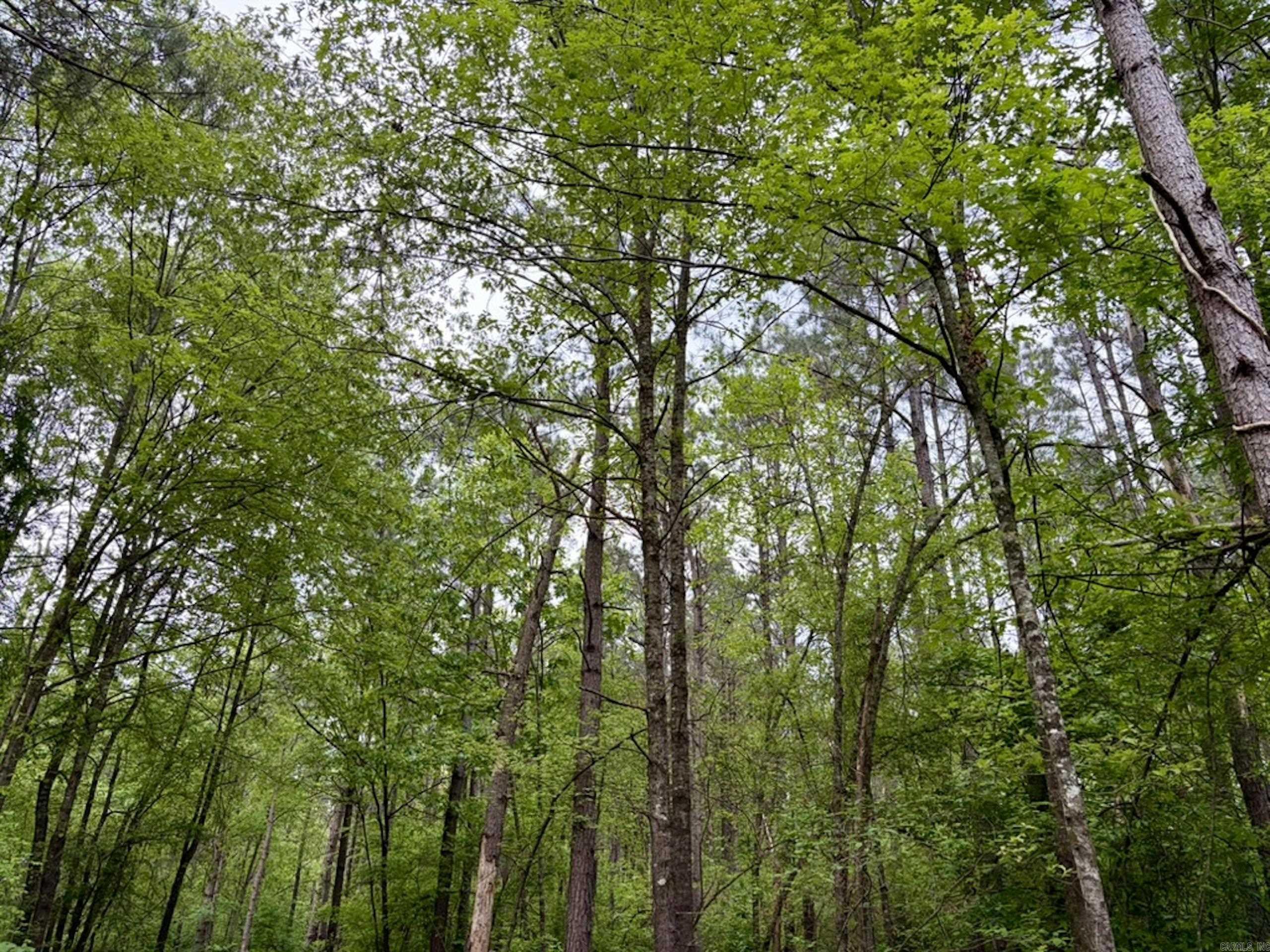 003 Drag Strip Road  Dardanelle, AR