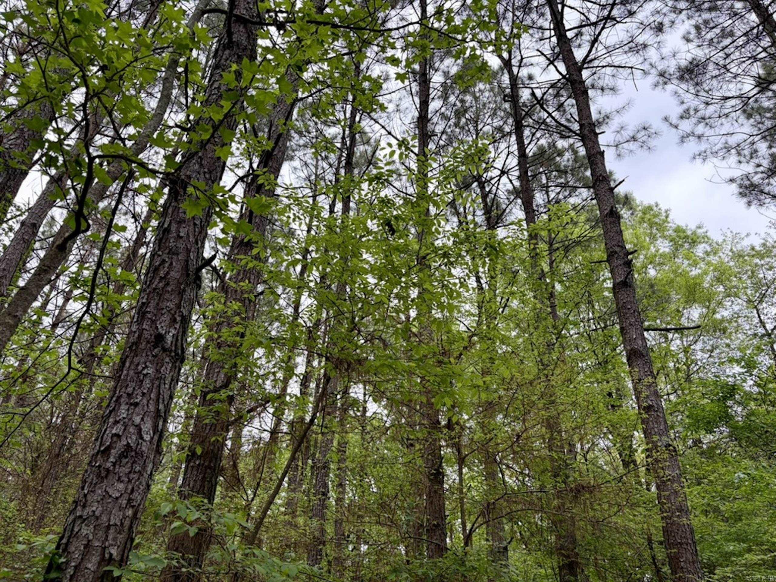 003 Drag Strip Road  Dardanelle, AR