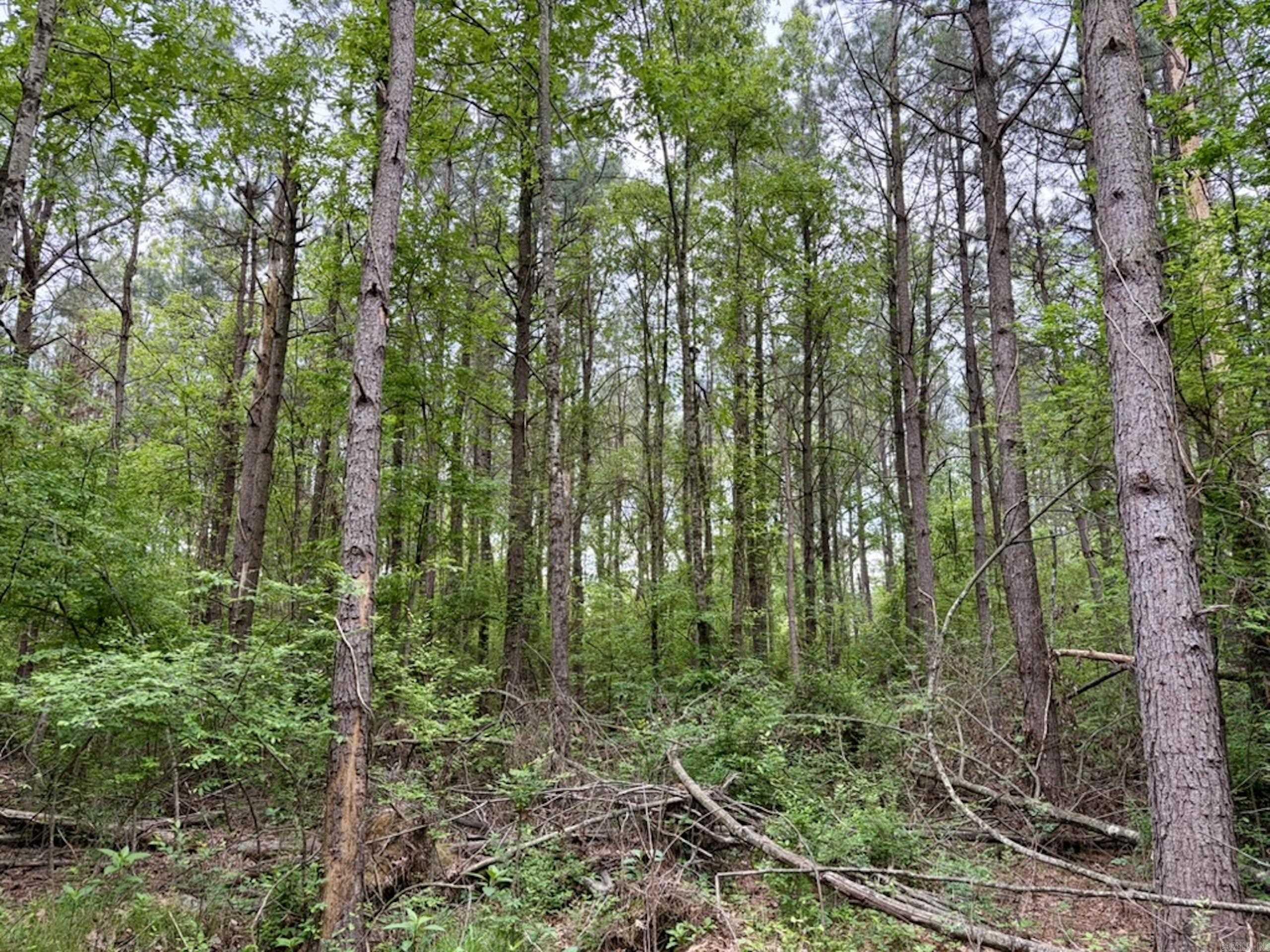 003 Drag Strip Road  Dardanelle, AR