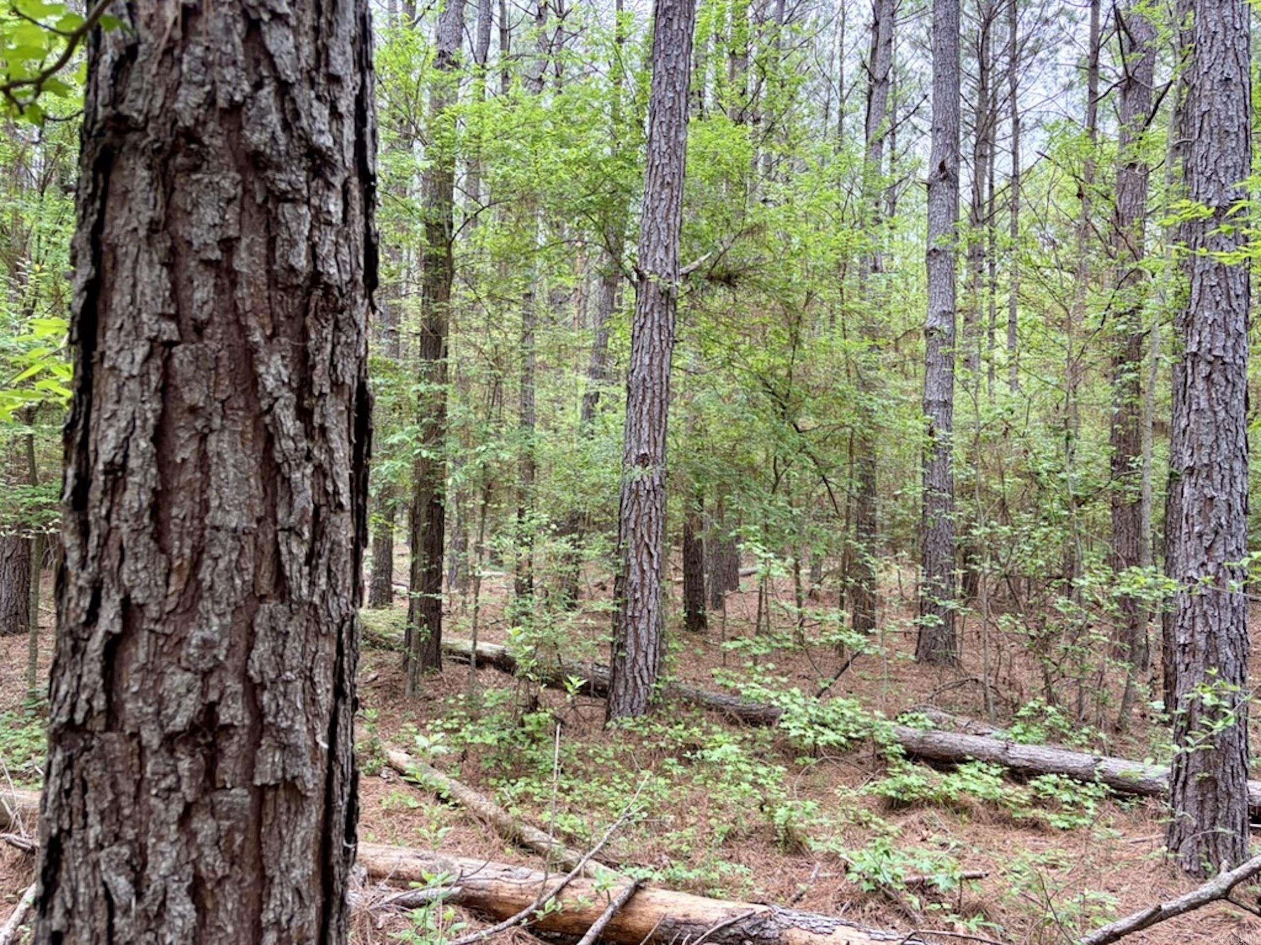 003 Drag Strip Road  Dardanelle, AR