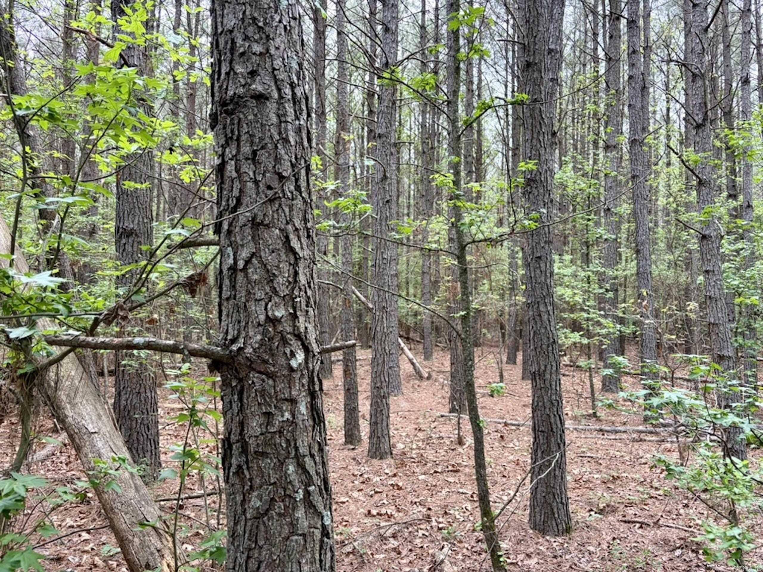 003 Drag Strip Road  Dardanelle, AR