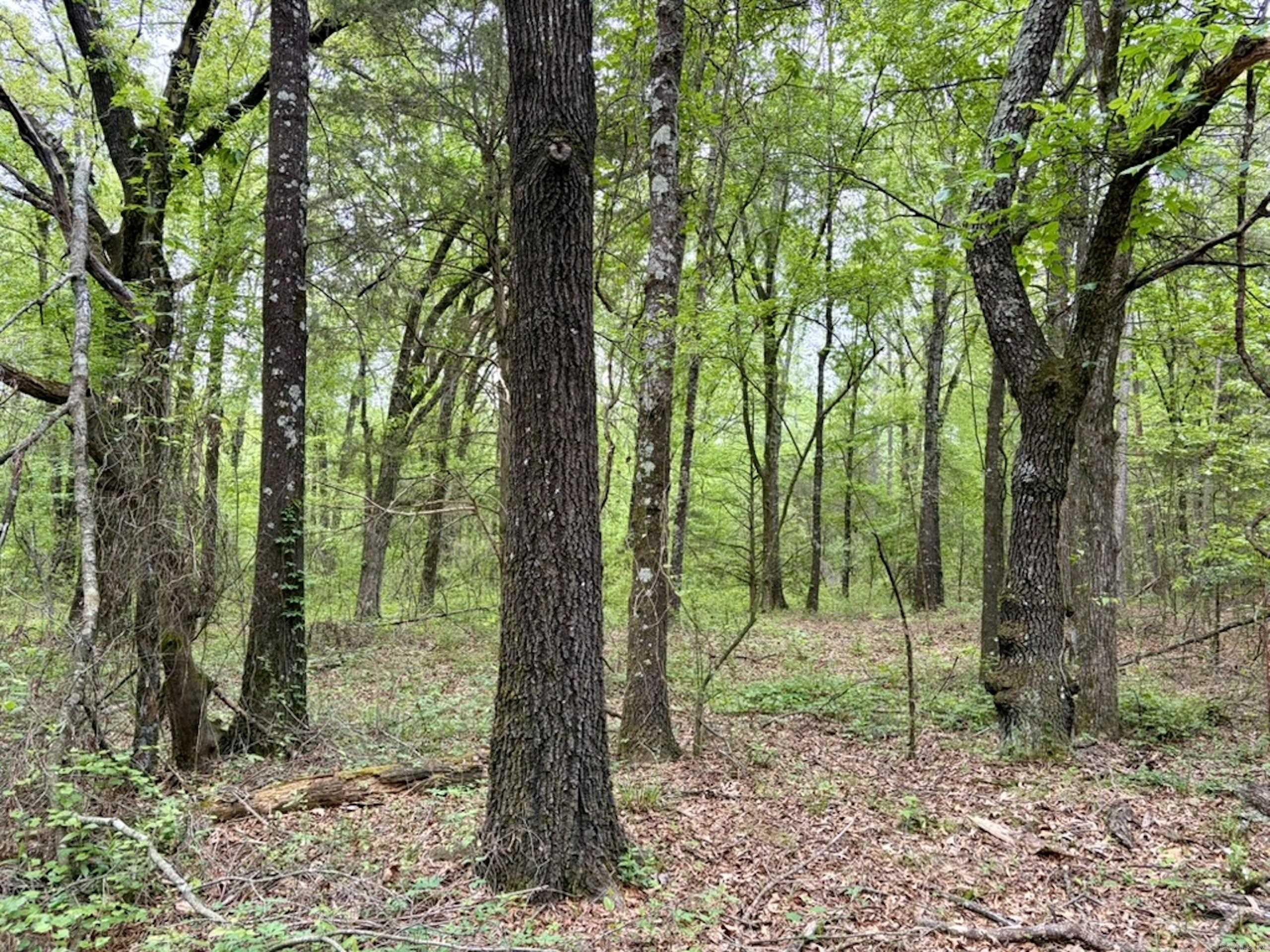 003 Drag Strip Road  Dardanelle, AR