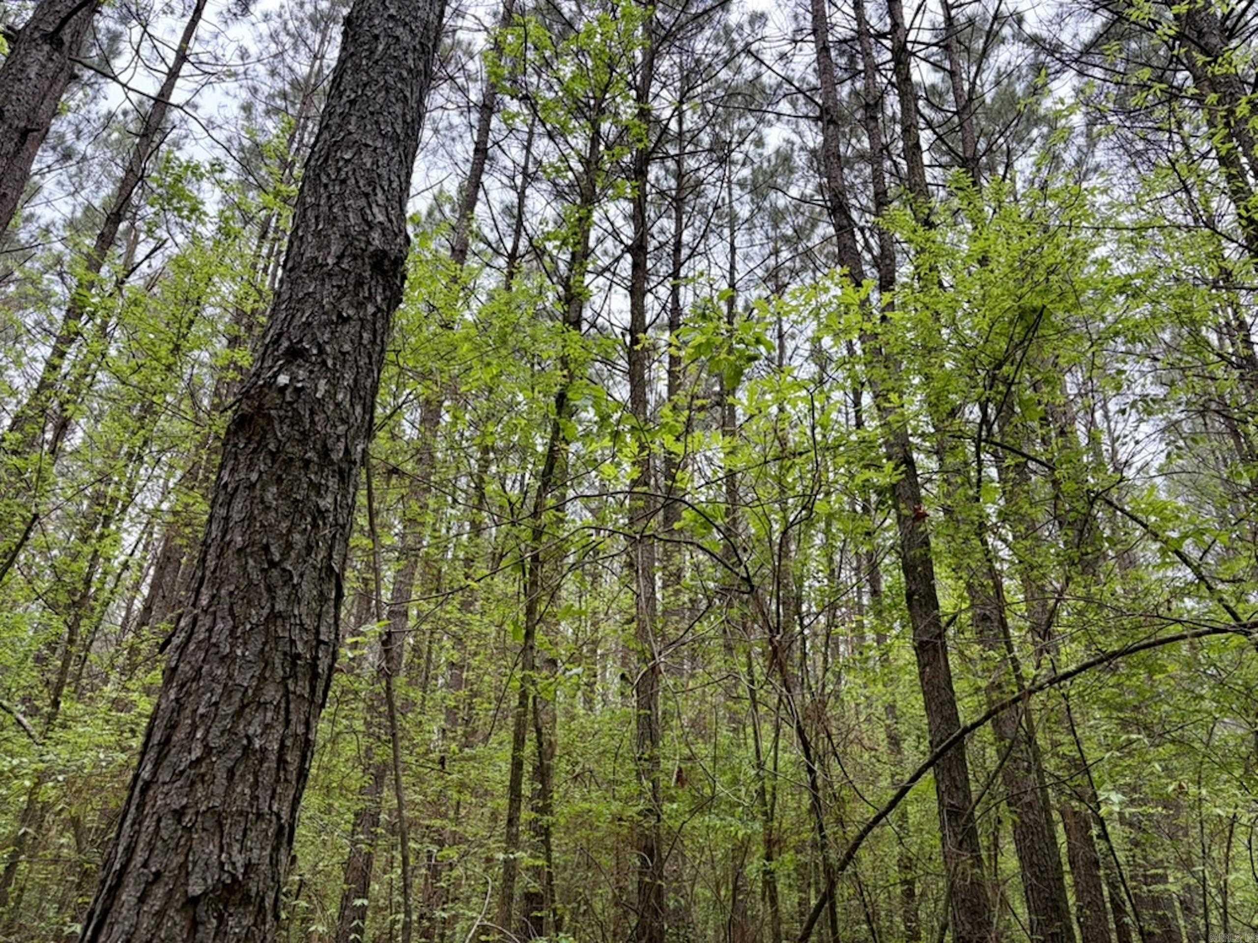 003 Drag Strip Road  Dardanelle, AR