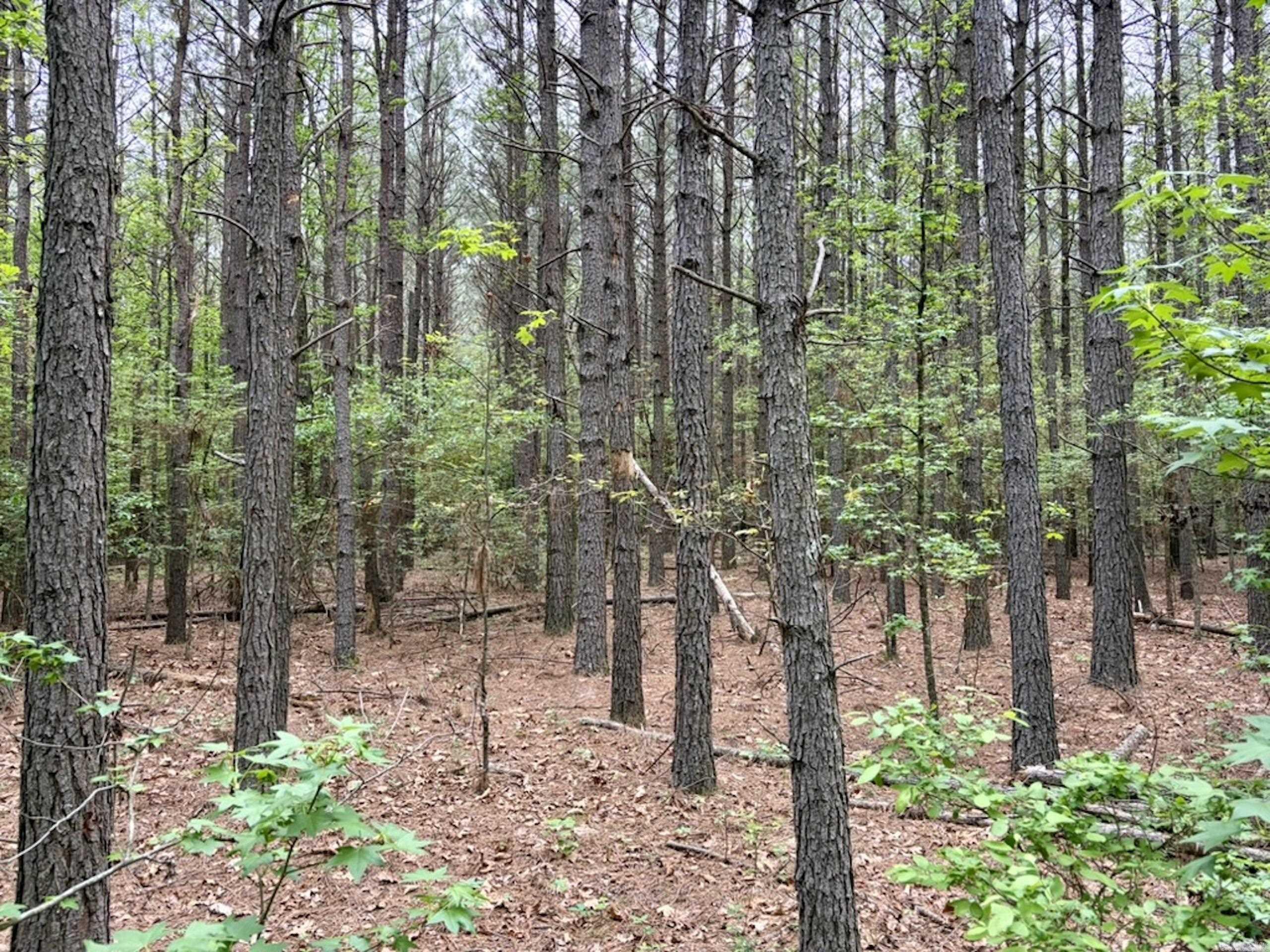 003 Drag Strip Road  Dardanelle, AR