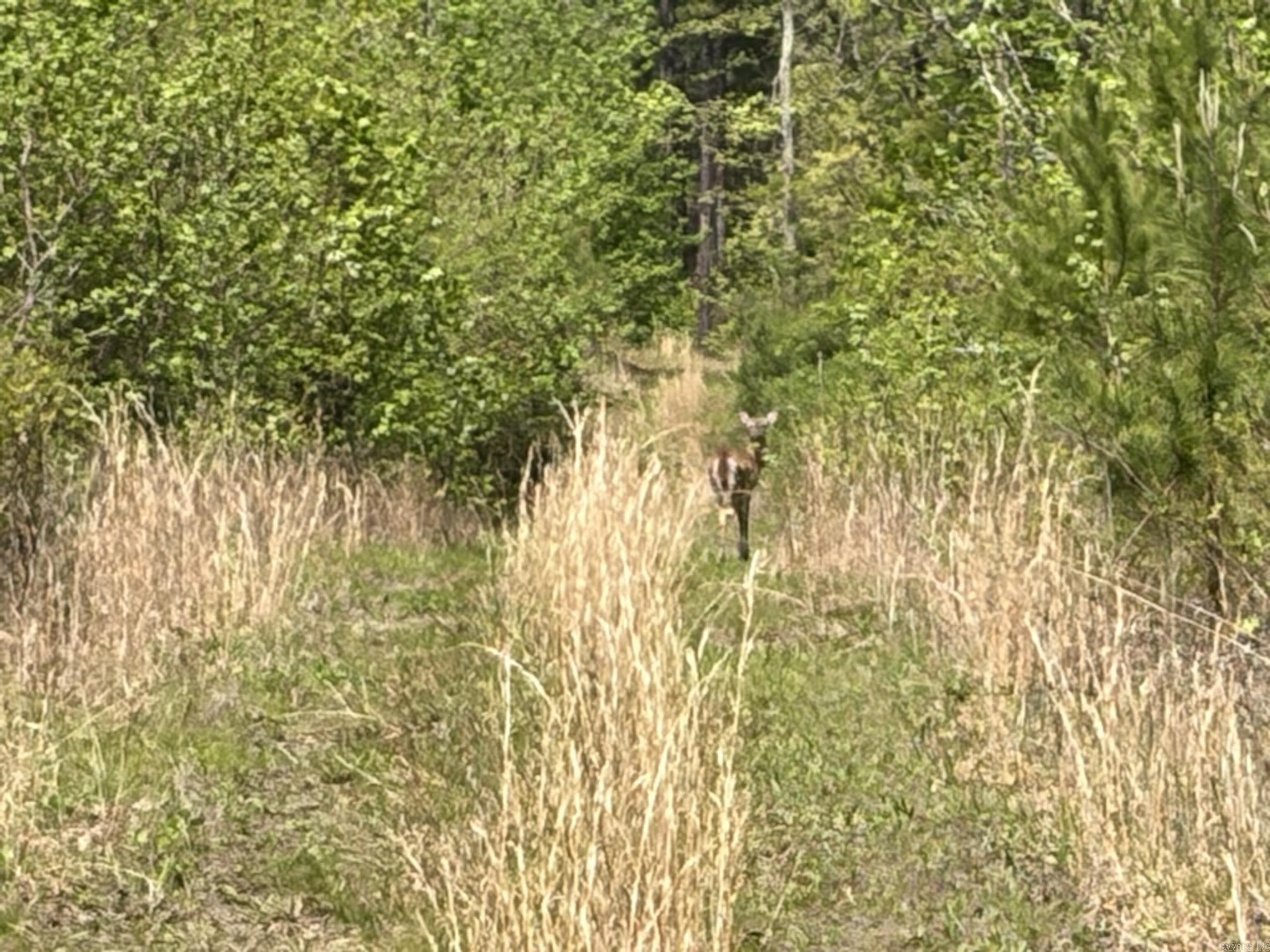 000 Rex Road  Scotland, AR