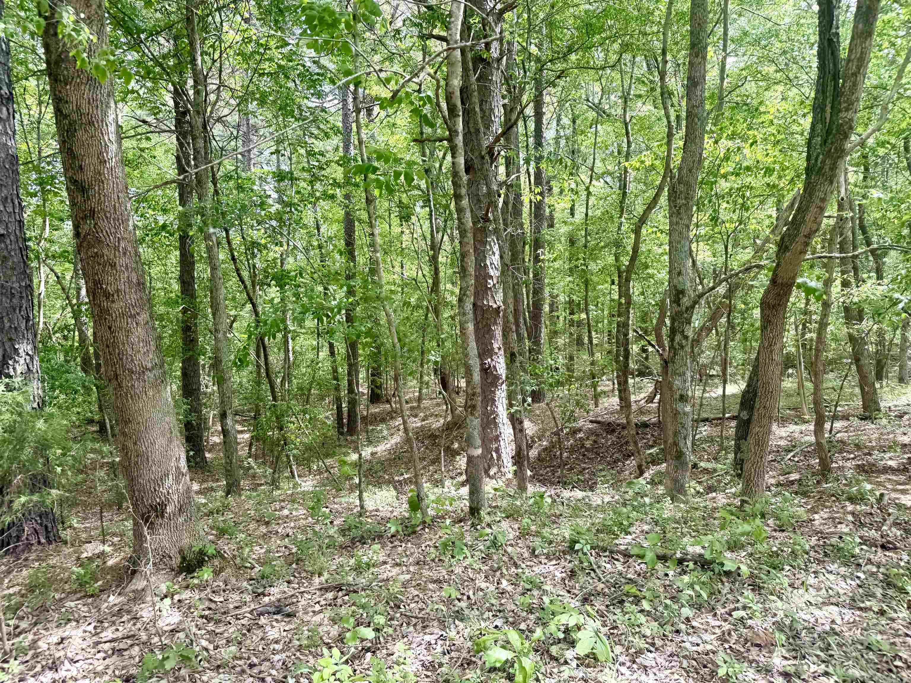 73.22 acres Greene 620  Paragould, AR