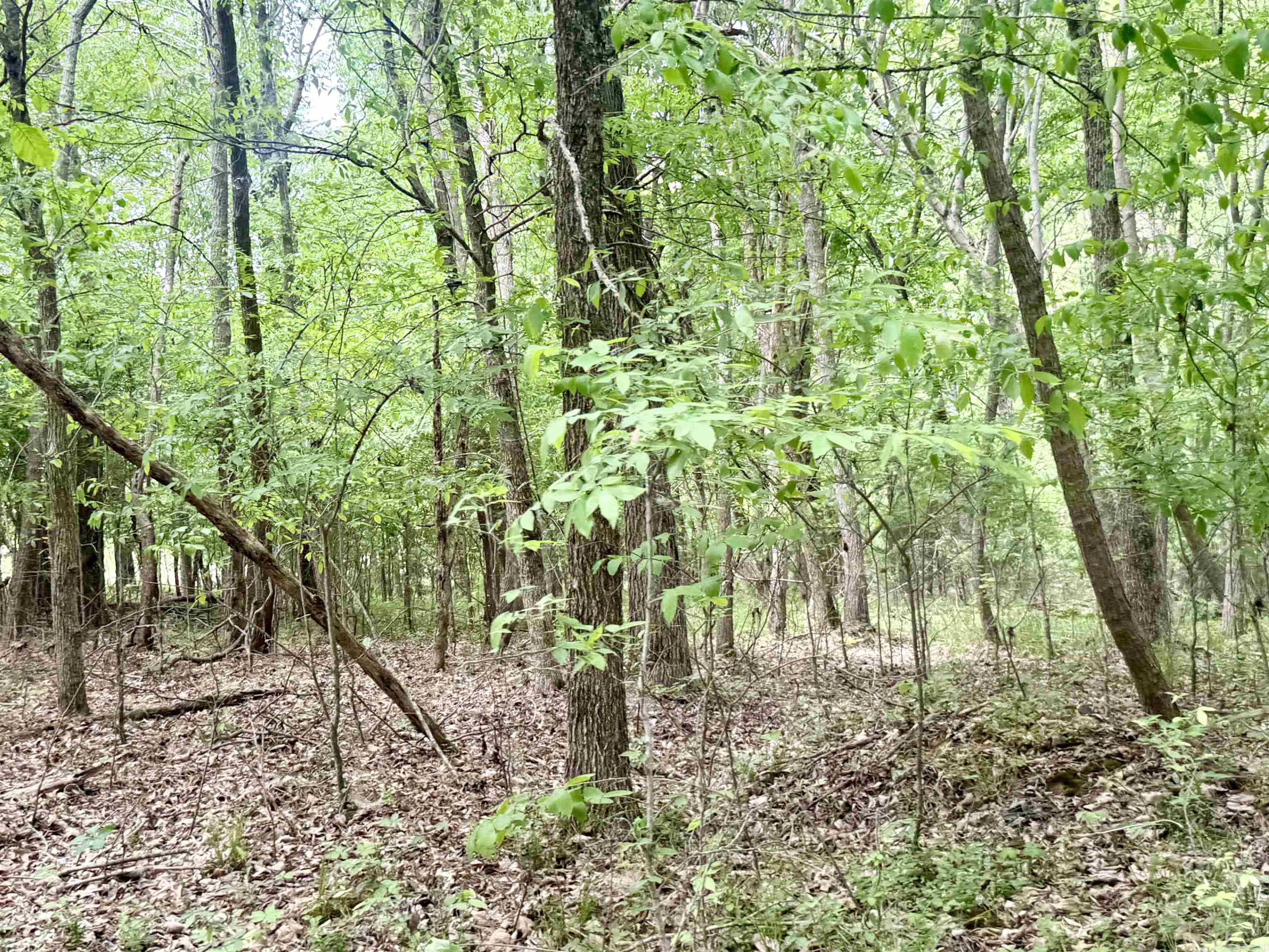 73.22 acres Greene 620  Paragould, AR