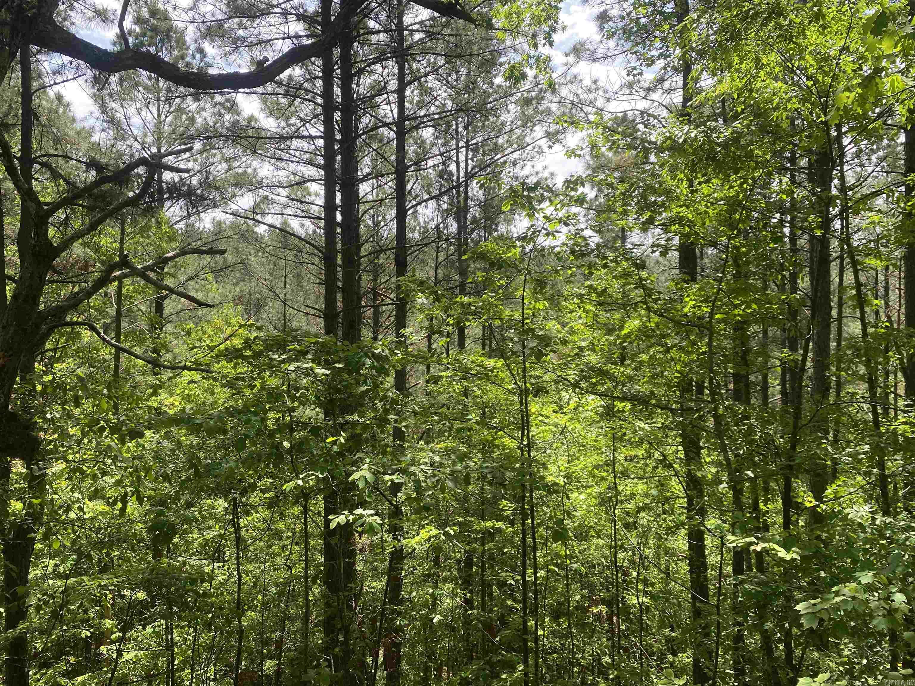 72 Woodland Springs  Mount Ida, AR