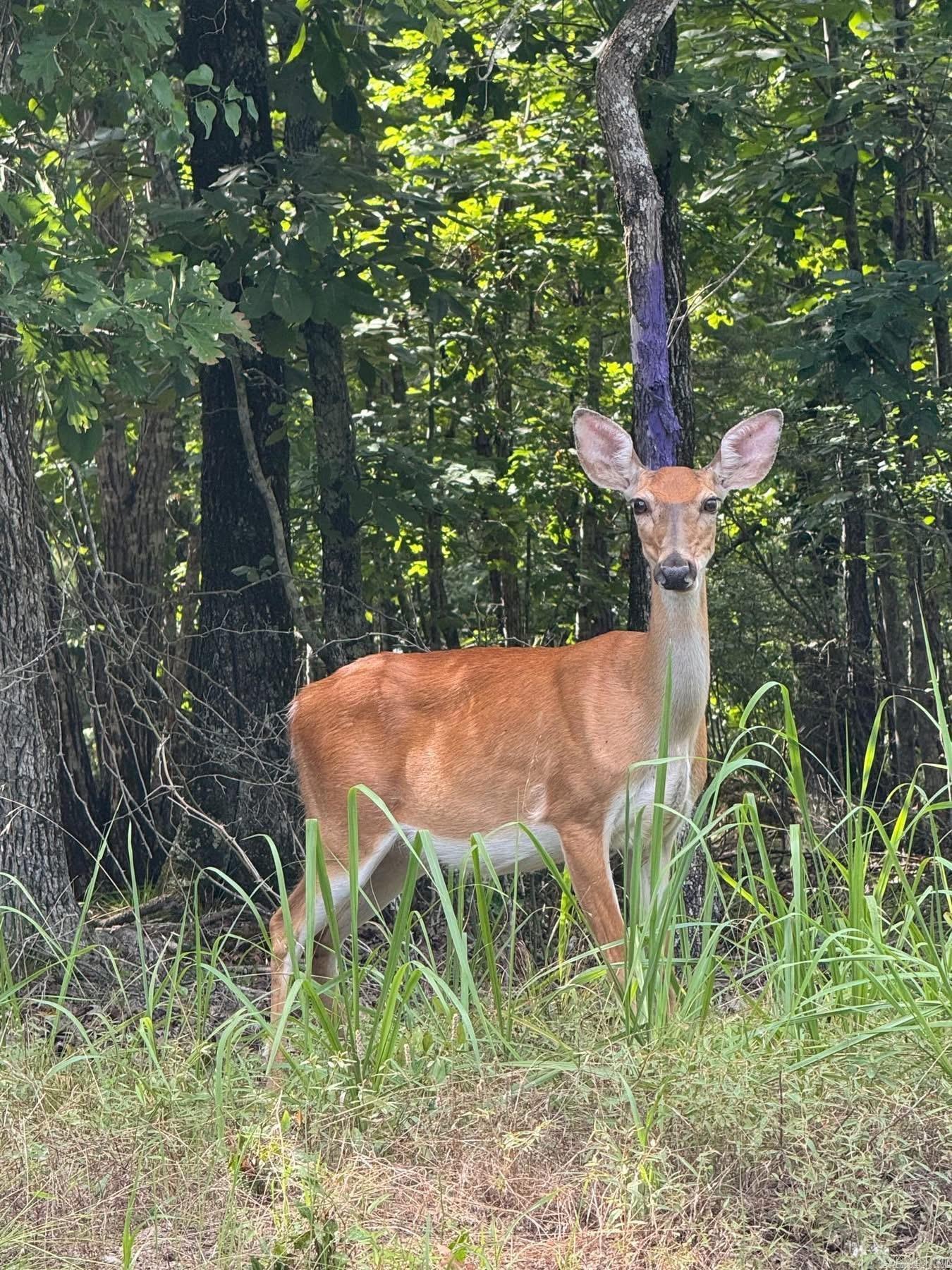 0 Smithers  Paron, AR