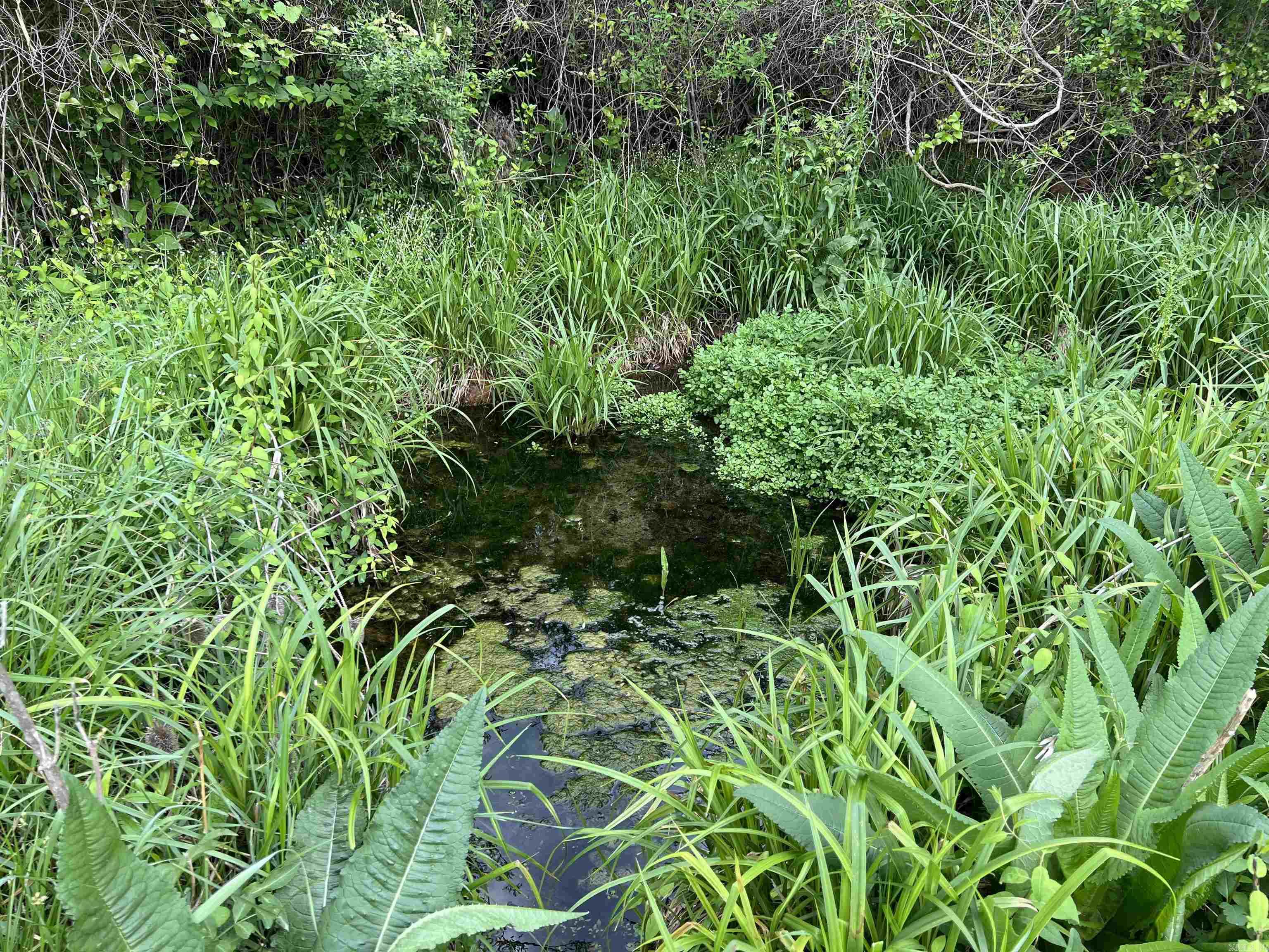  Cedar Grove  Lead Hill, AR