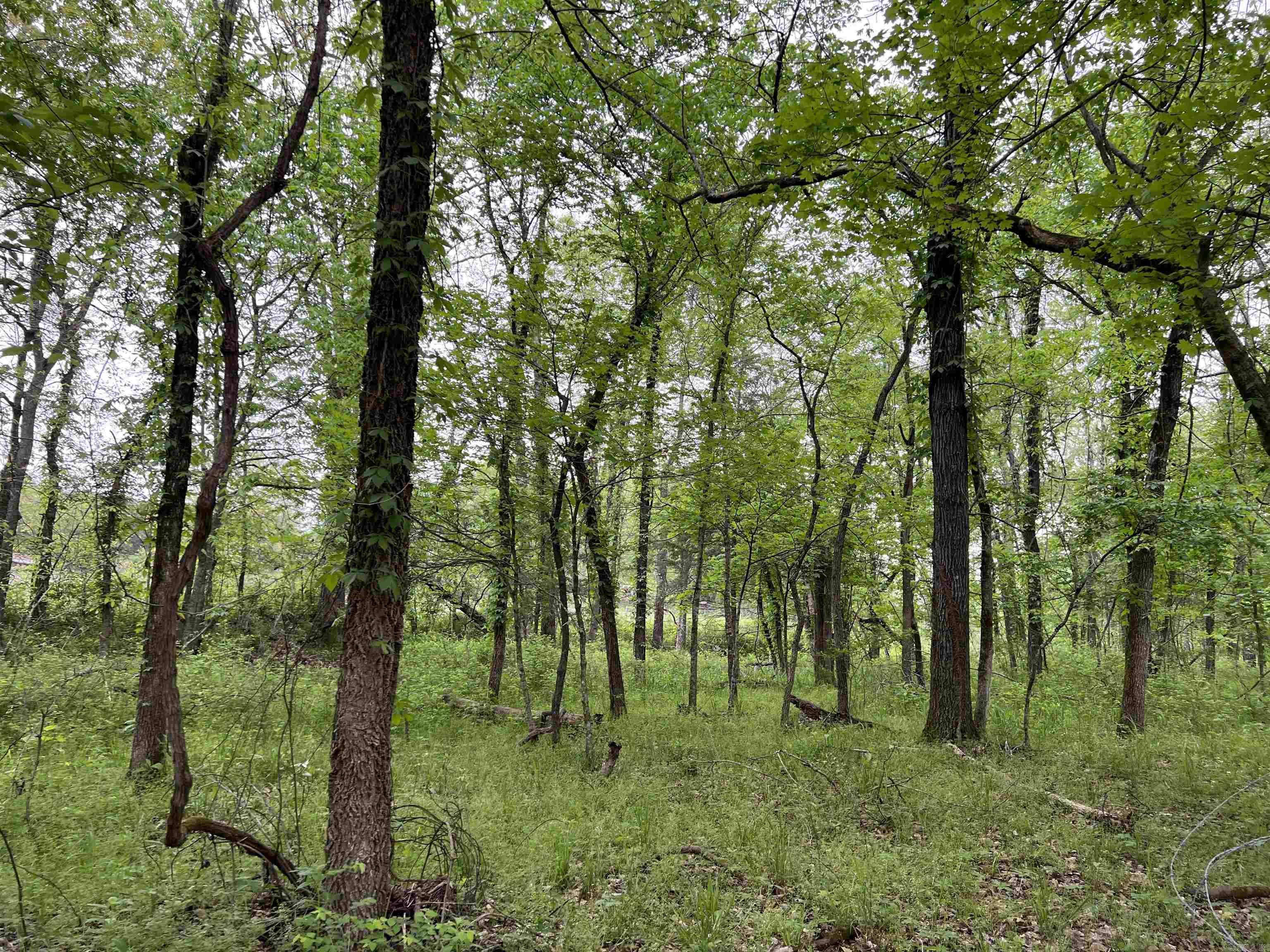  Cedar Grove  Lead Hill, AR