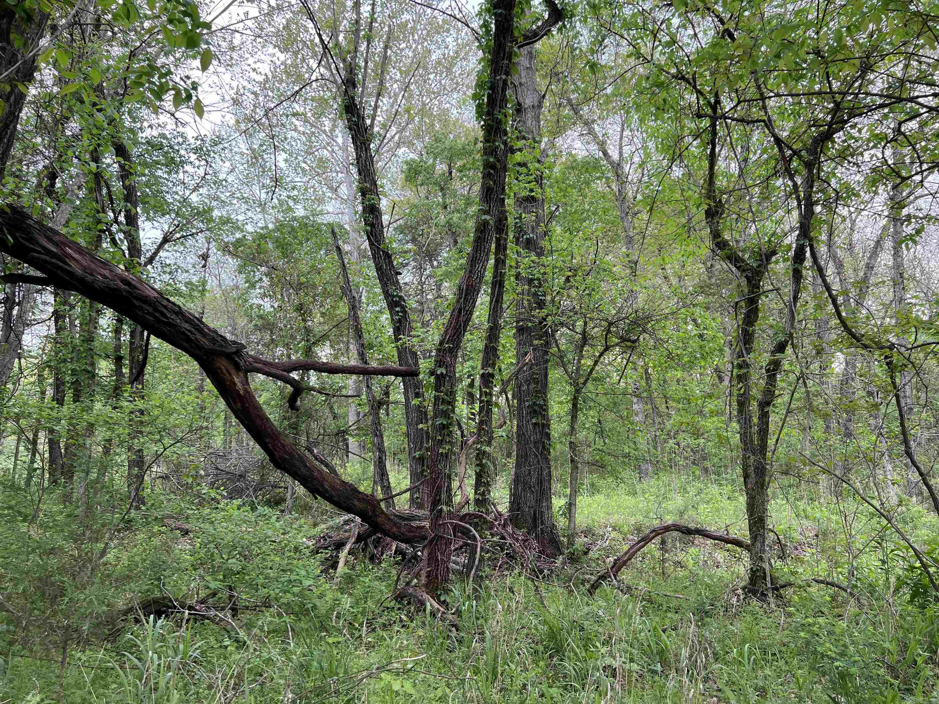  Cedar Grove  Lead Hill, AR