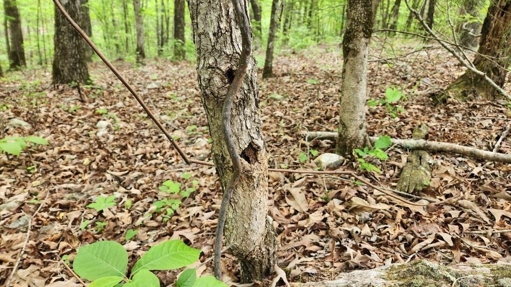 2014 W Highway 8  Norman, AR