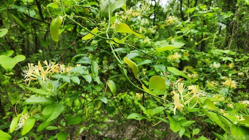 2014 W Highway 8  Norman, AR