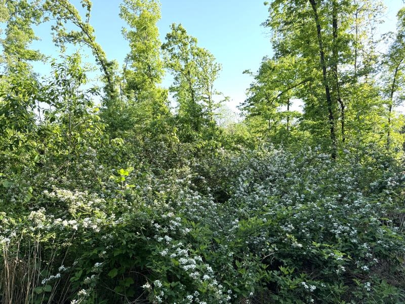 260 Highway 63  Ravenden, AR