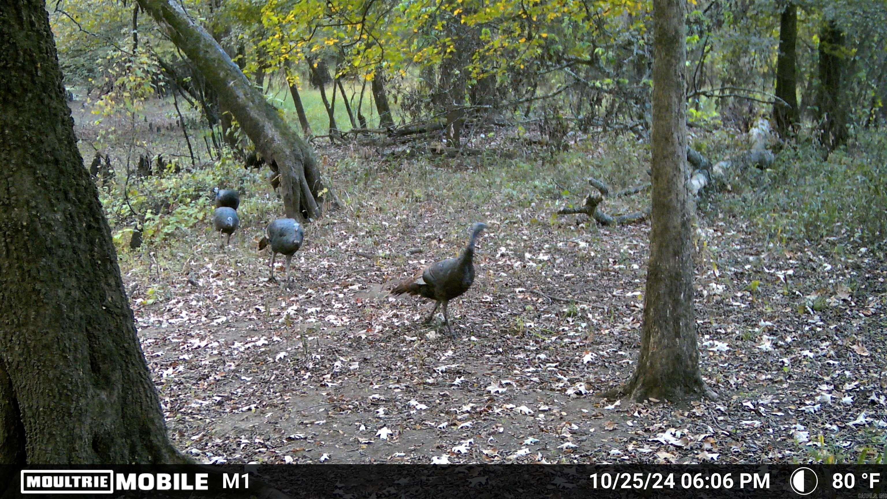 000 Gibb anderson rd  Pine Bluff, AR