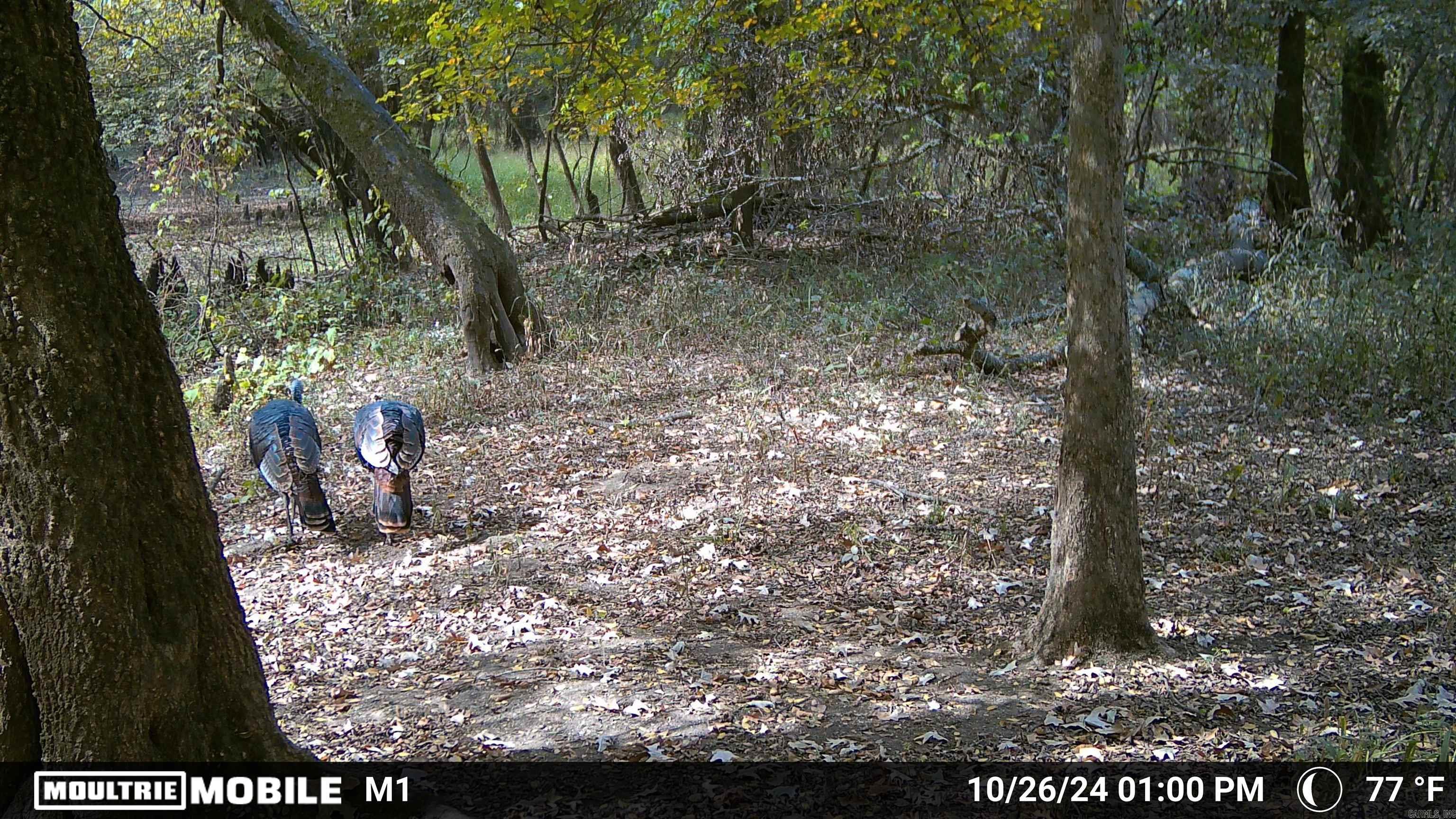 000 Gibb anderson rd  Pine Bluff, AR